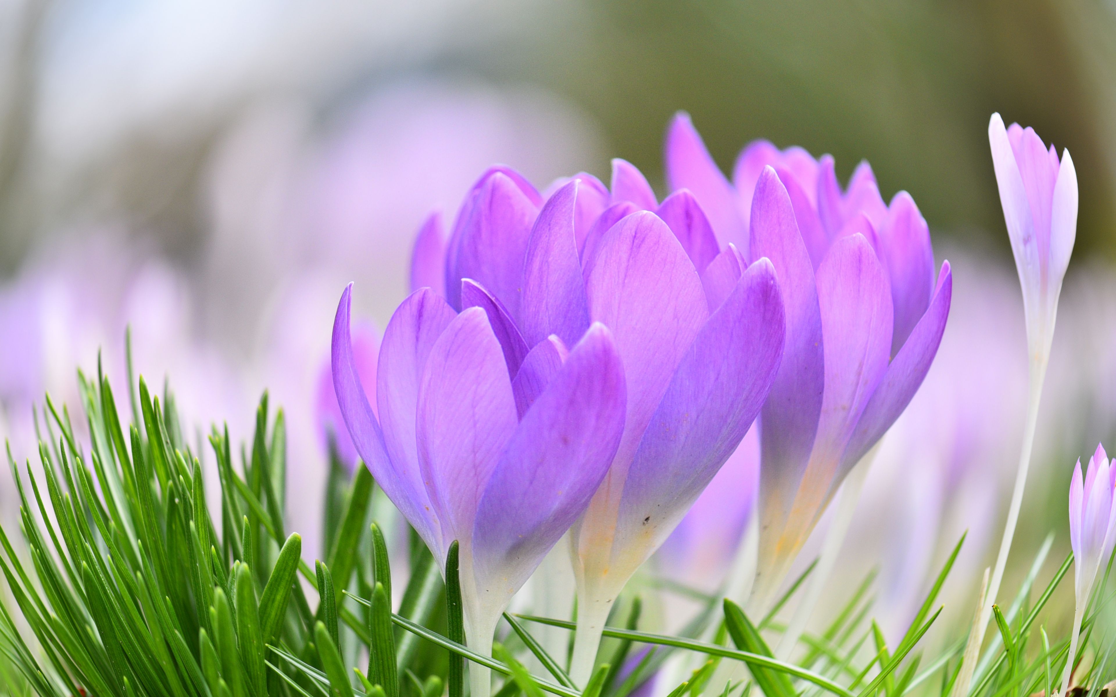 Purple Crocus Wallpapers Wallpaper Cave