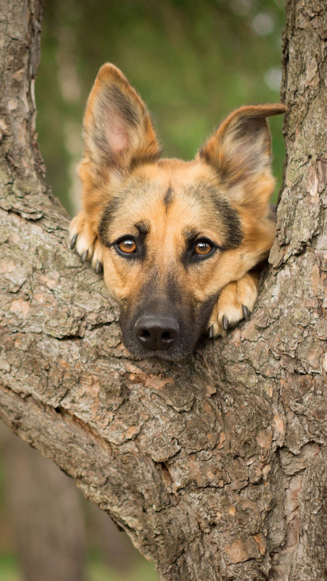 Cute German Shepherd Wallpapers Wallpaper Cave