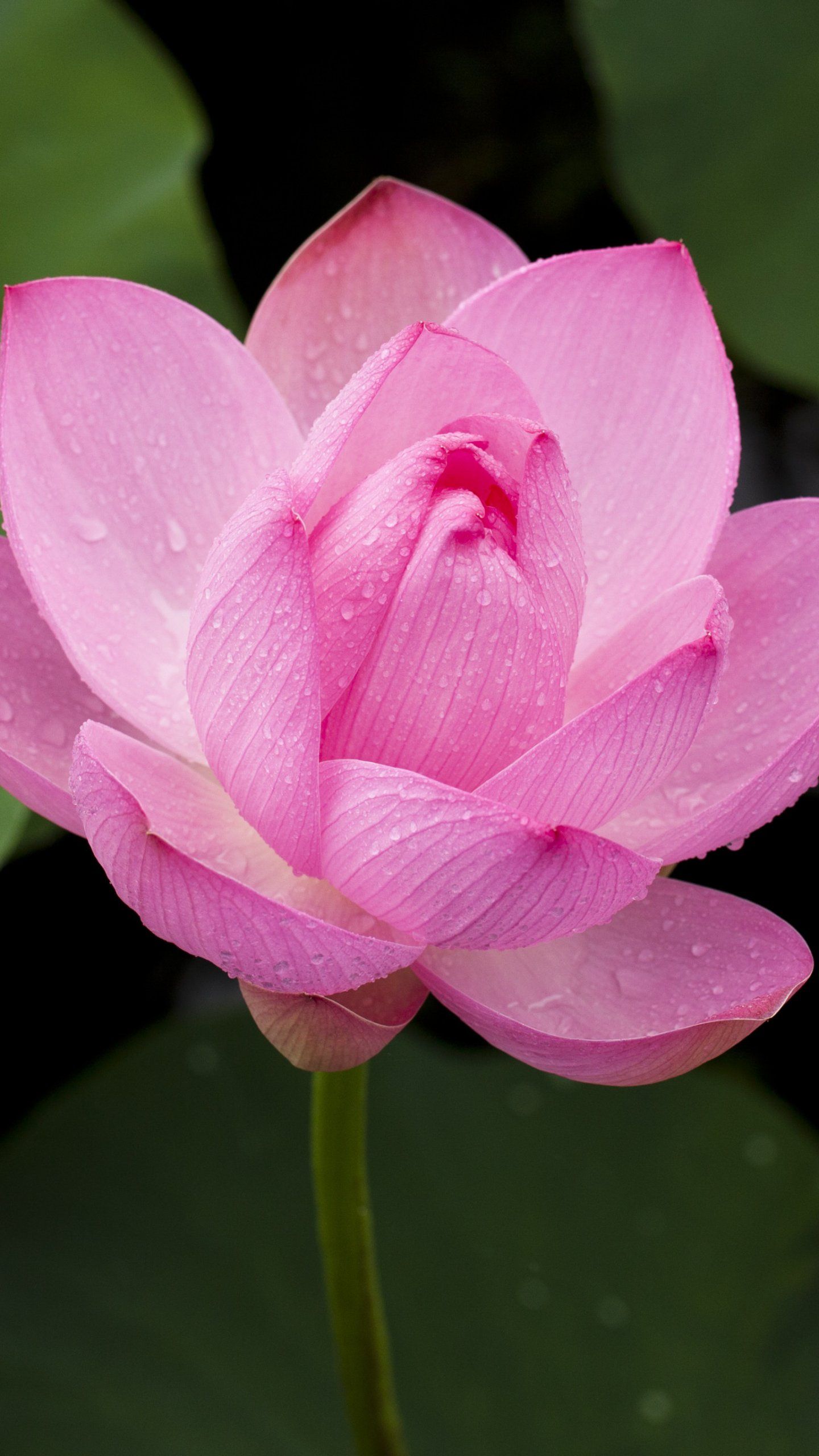 Solitary Flower Wallpapers Wallpaper Cave