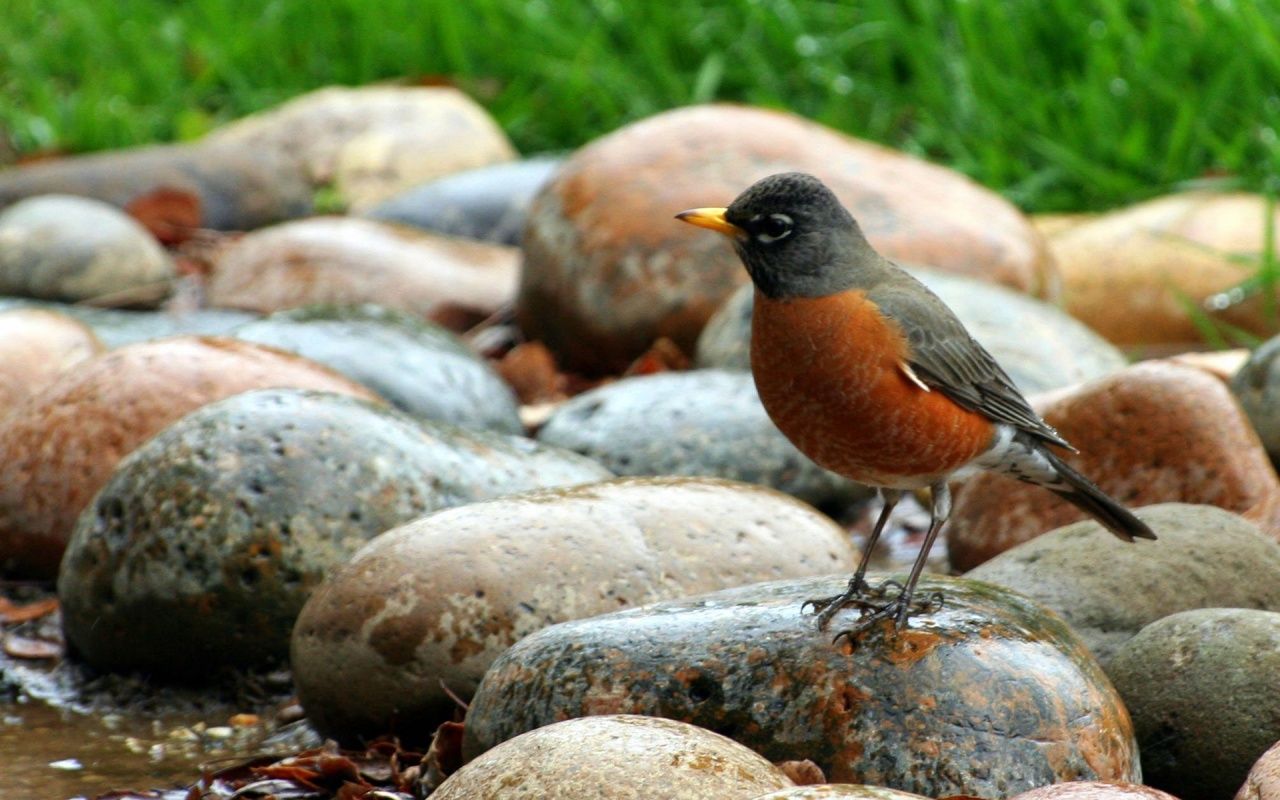 Spring Robins Wallpapers Wallpaper Cave