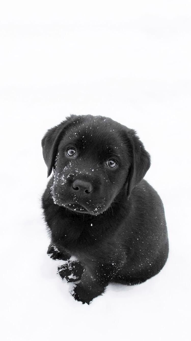 Labrador Puppy Wallpapers Wallpaper Cave
