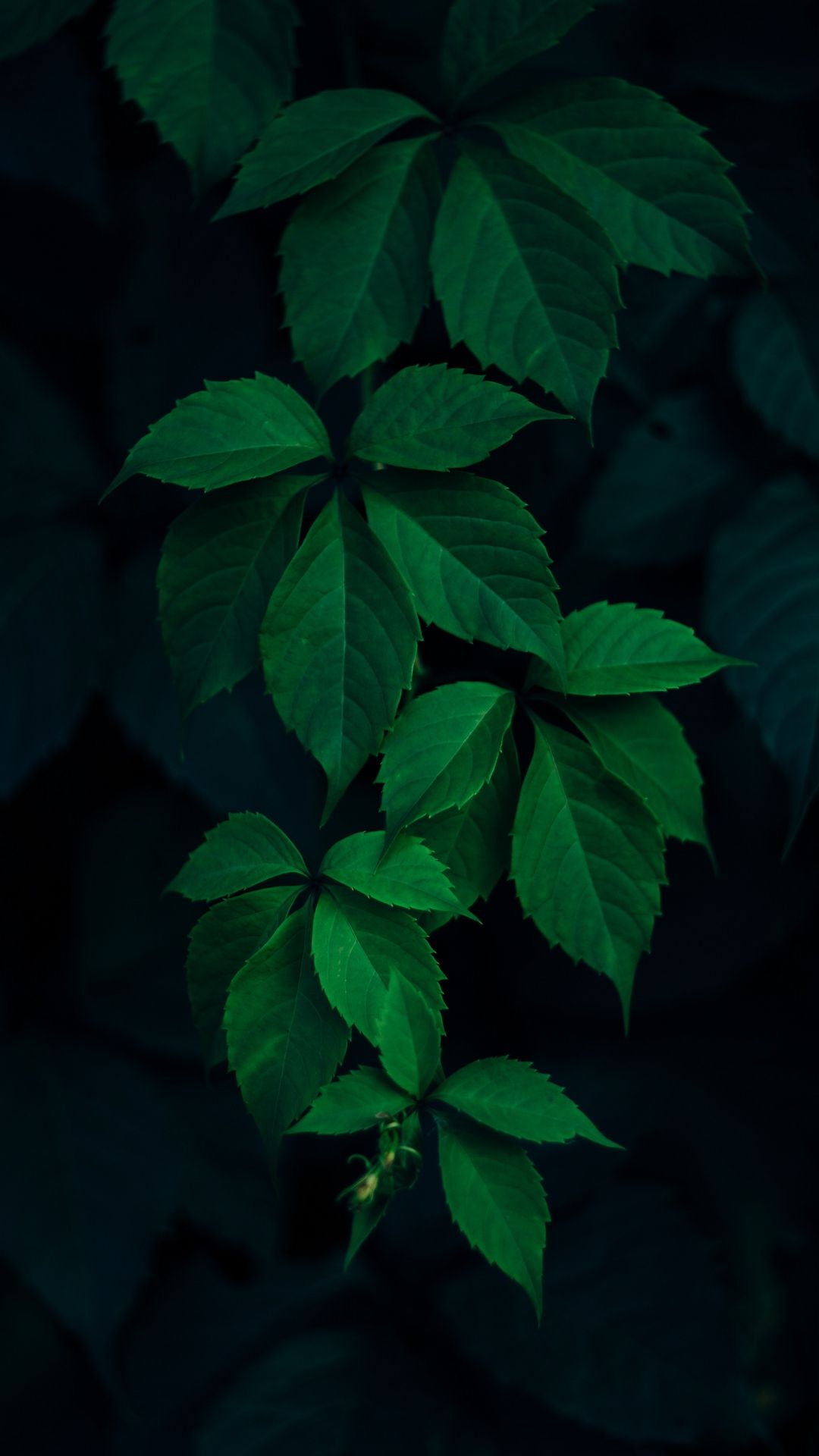Green Amoled Wallpapers Wallpaper Cave