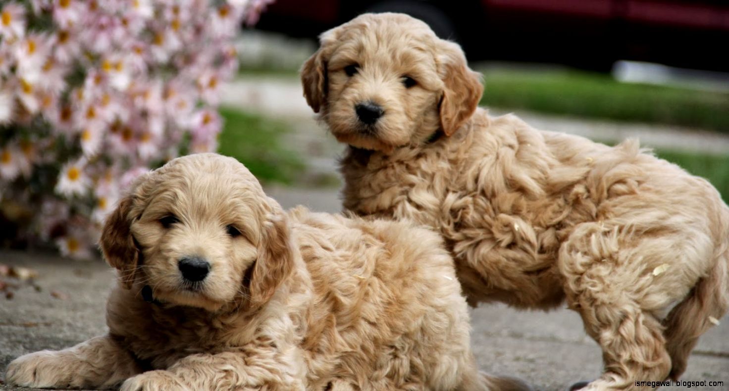 Goldendoodles Wallpapers Wallpaper Cave