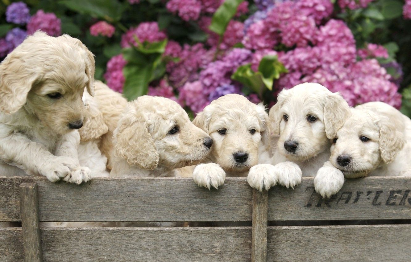 Goldendoodles Wallpapers Wallpaper Cave