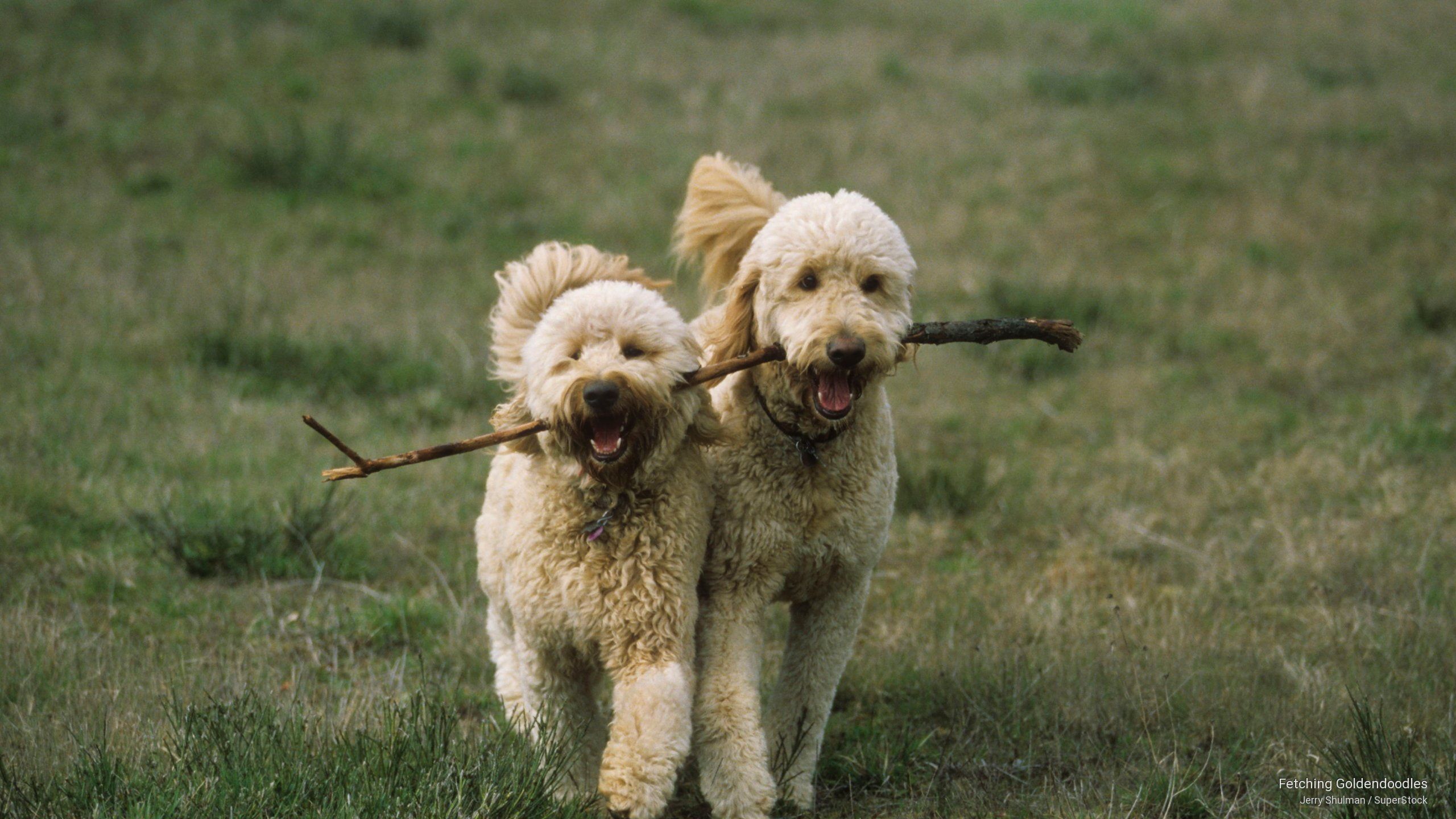 Goldendoodles Wallpapers Wallpaper Cave