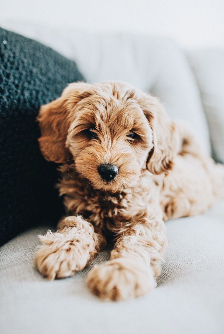 Goldendoodles Wallpapers Wallpaper Cave