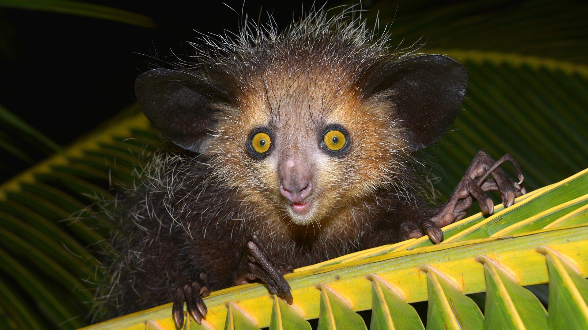 Ugly Rats Wallpapers Wallpaper Cave