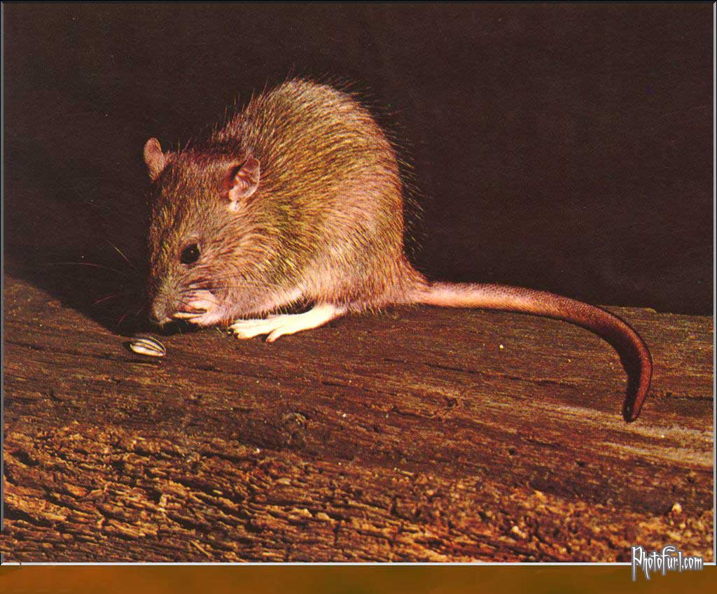 Ugly Rats Wallpapers Wallpaper Cave