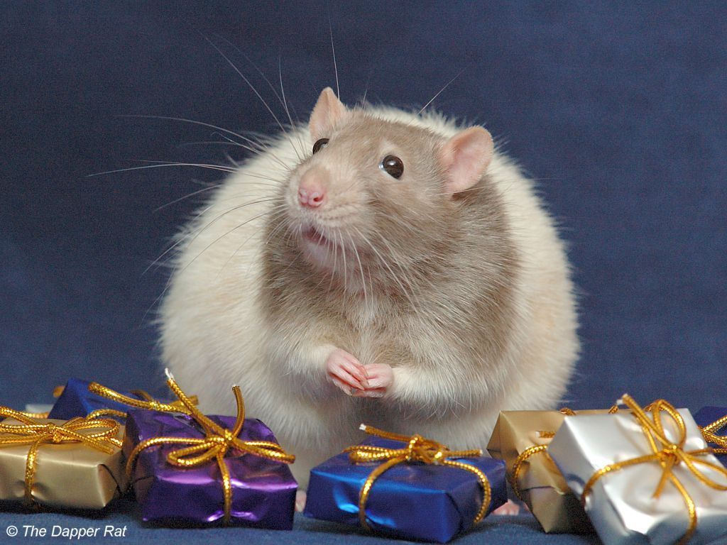 Ugly Rats Wallpapers Wallpaper Cave