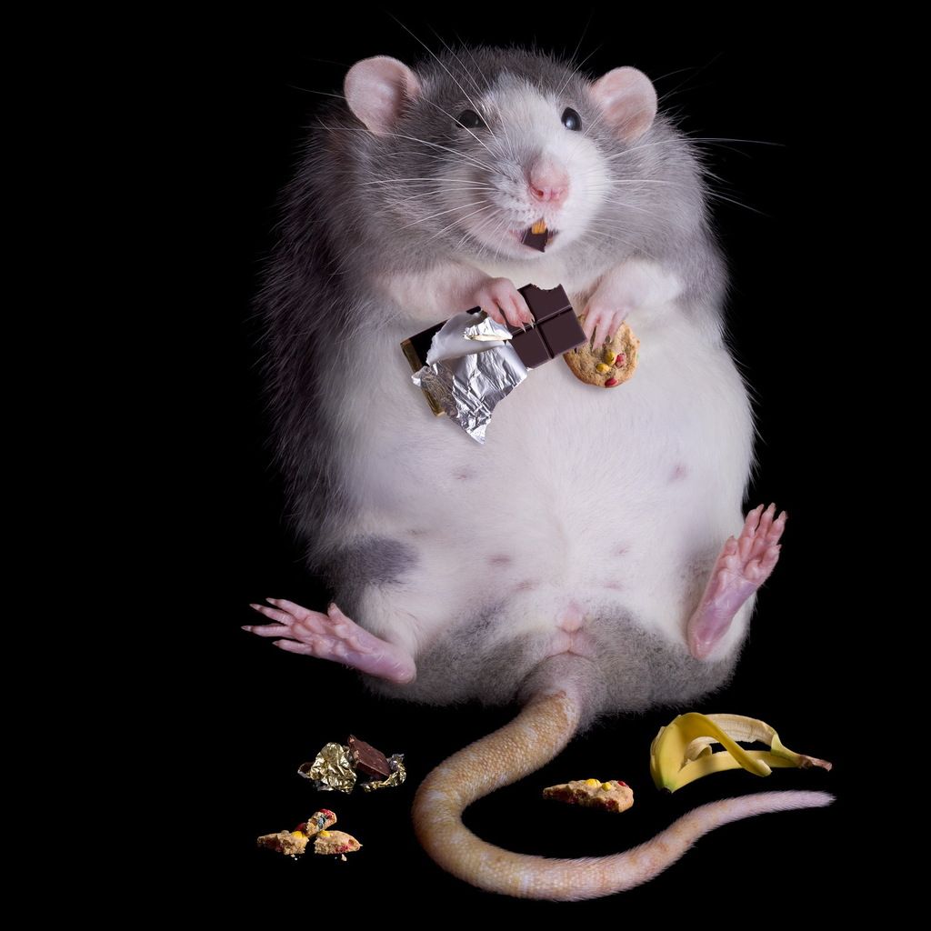 Ugly Rats Wallpapers Wallpaper Cave