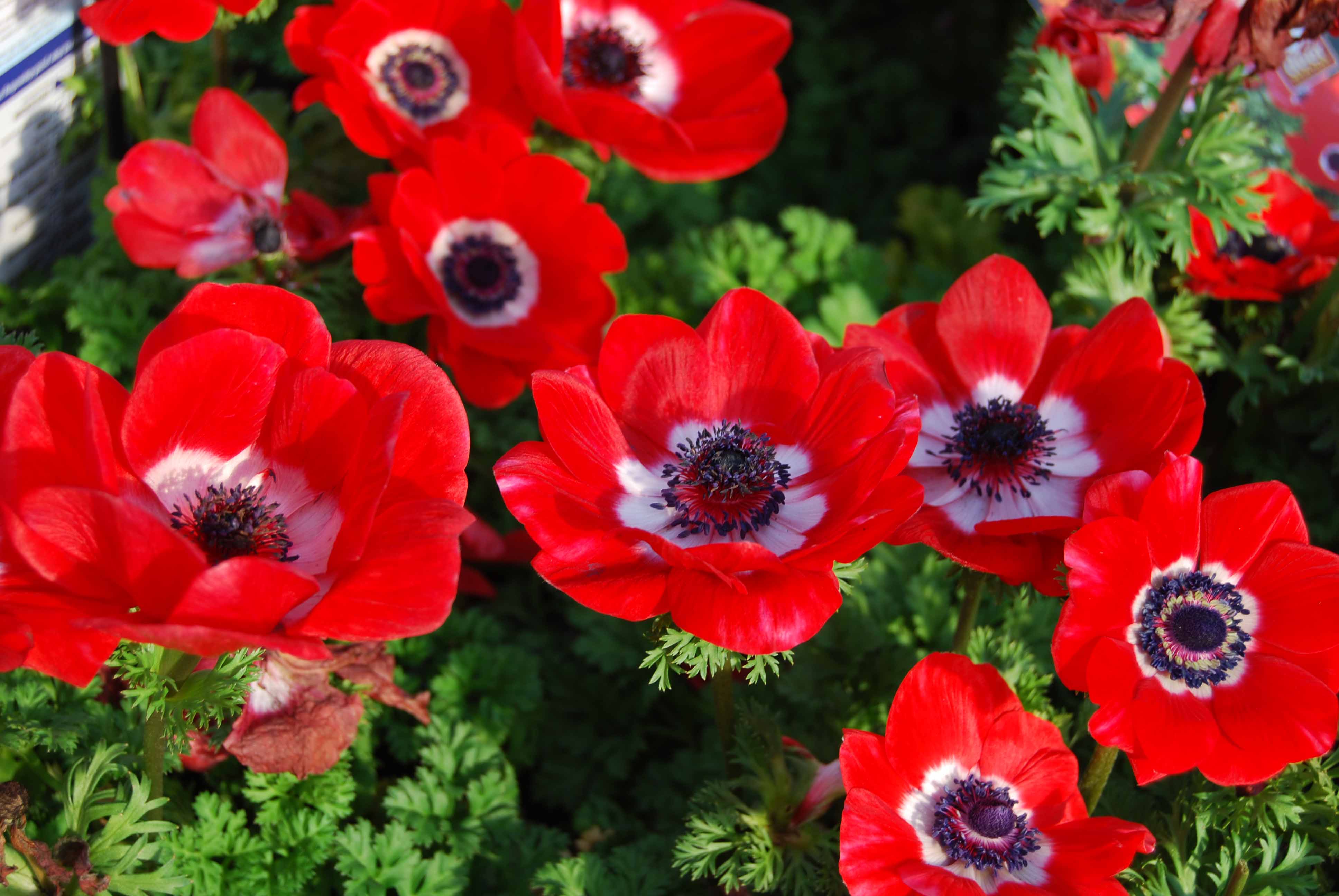 Anemone Flower Wallpapers Wallpaper Cave