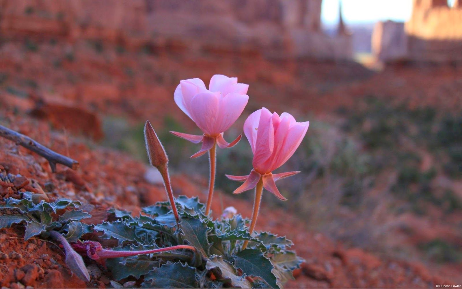 Desert Flowers Wallpapers Wallpaper Cave