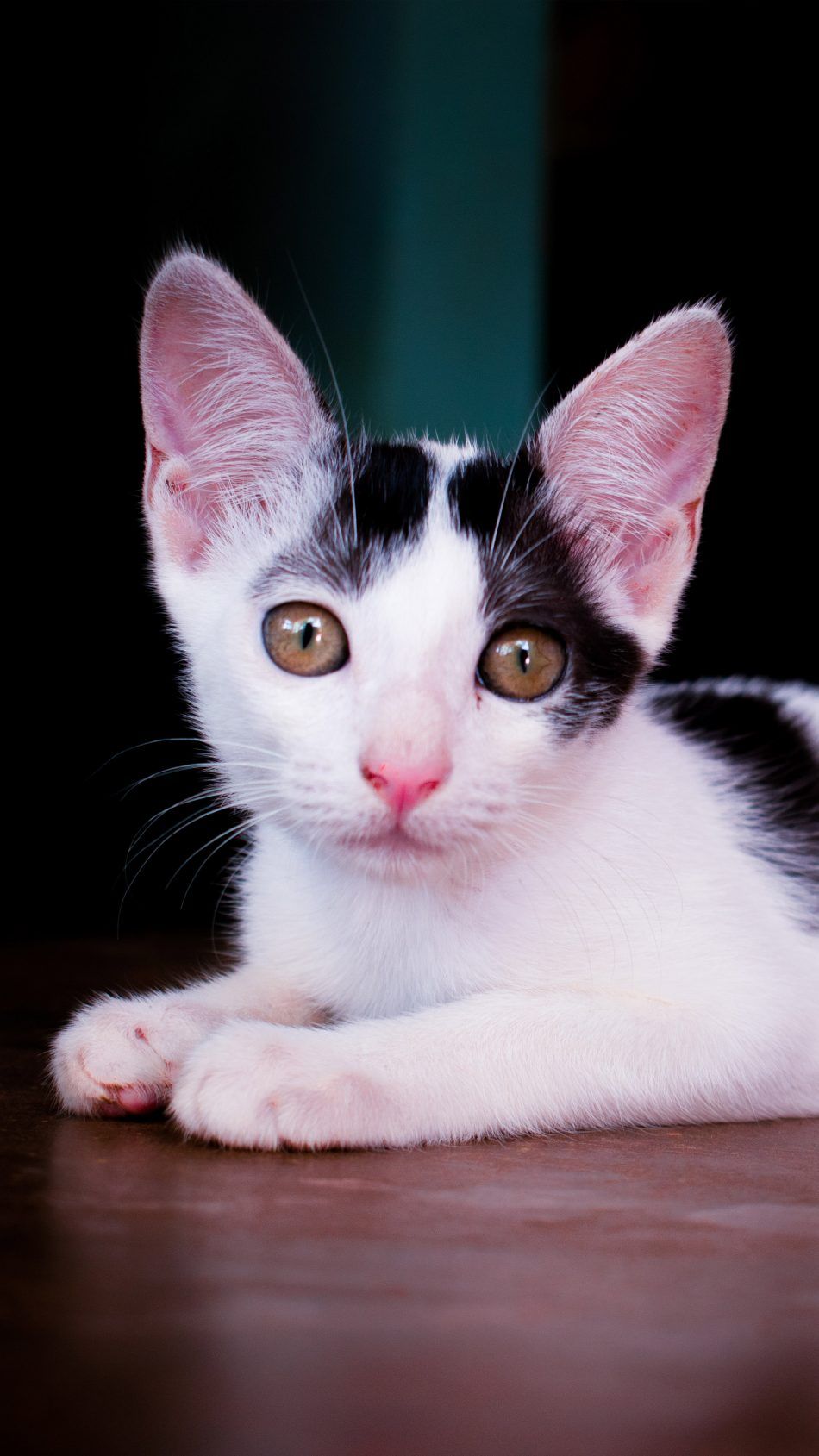 HD Cute Cat Android Wallpapers Wallpaper Cave