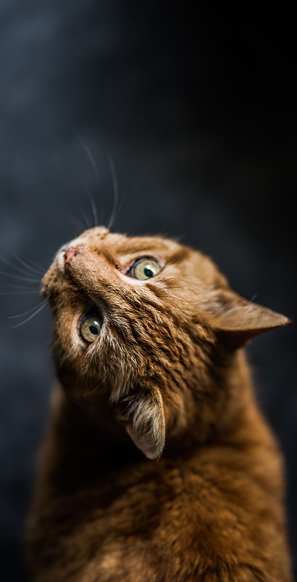 Cat Cute Mobile Wallpapers Wallpaper Cave