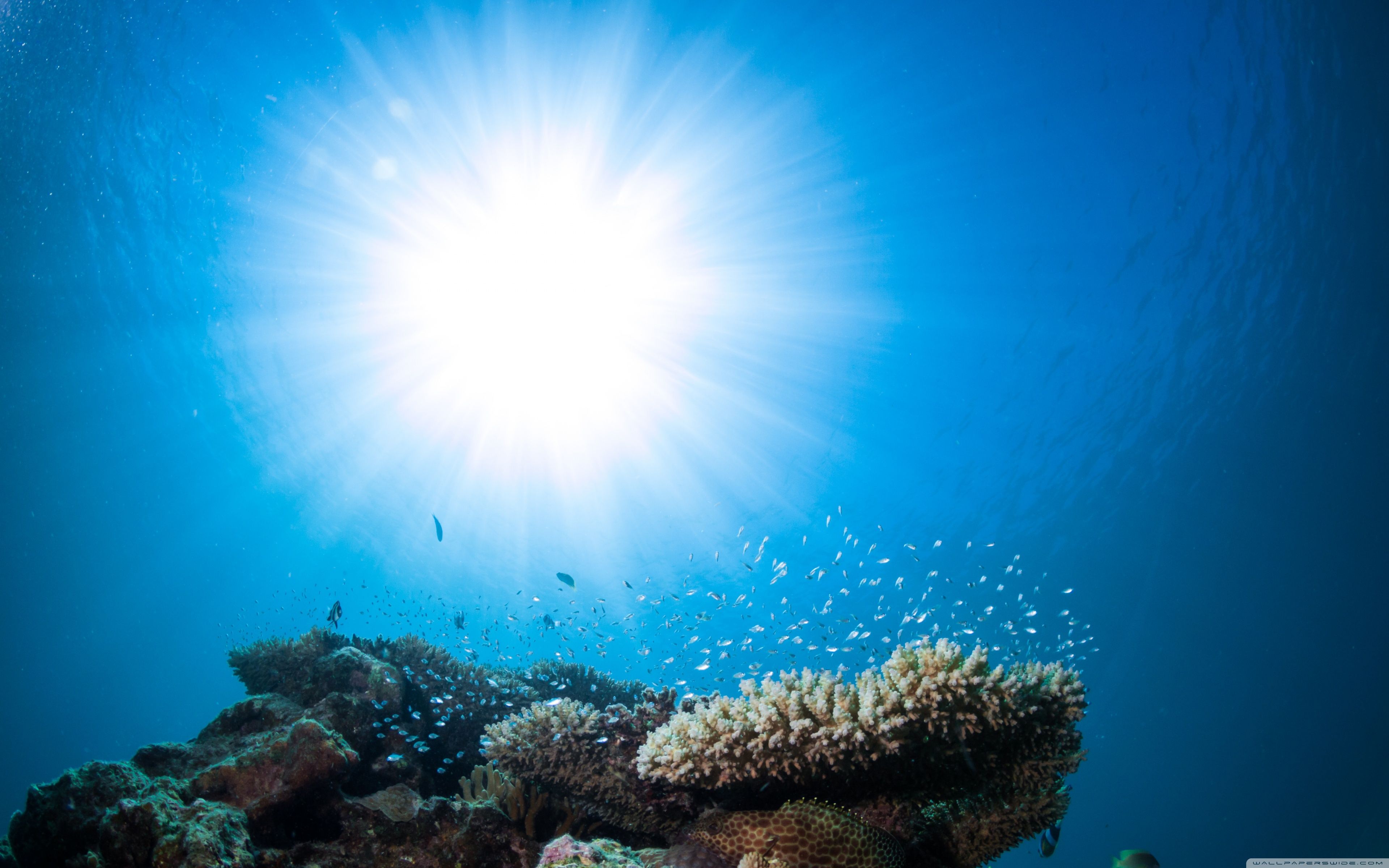 Oceania Animal Underwater Wallpapers Wallpaper Cave