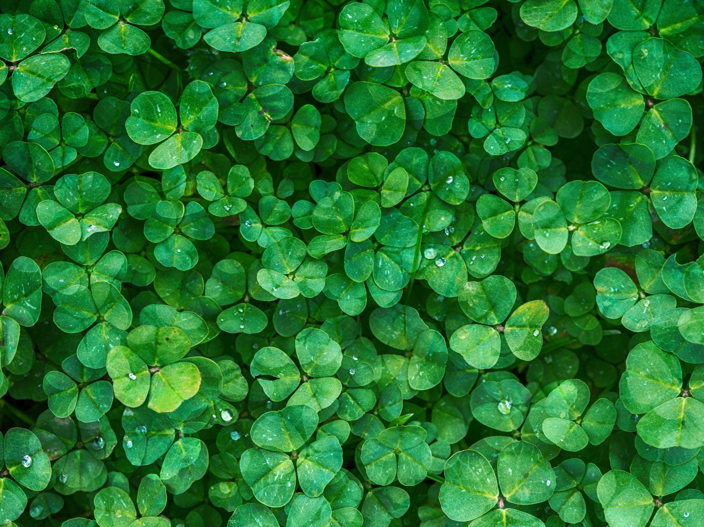 Irish Spring Wallpapers Wallpaper Cave