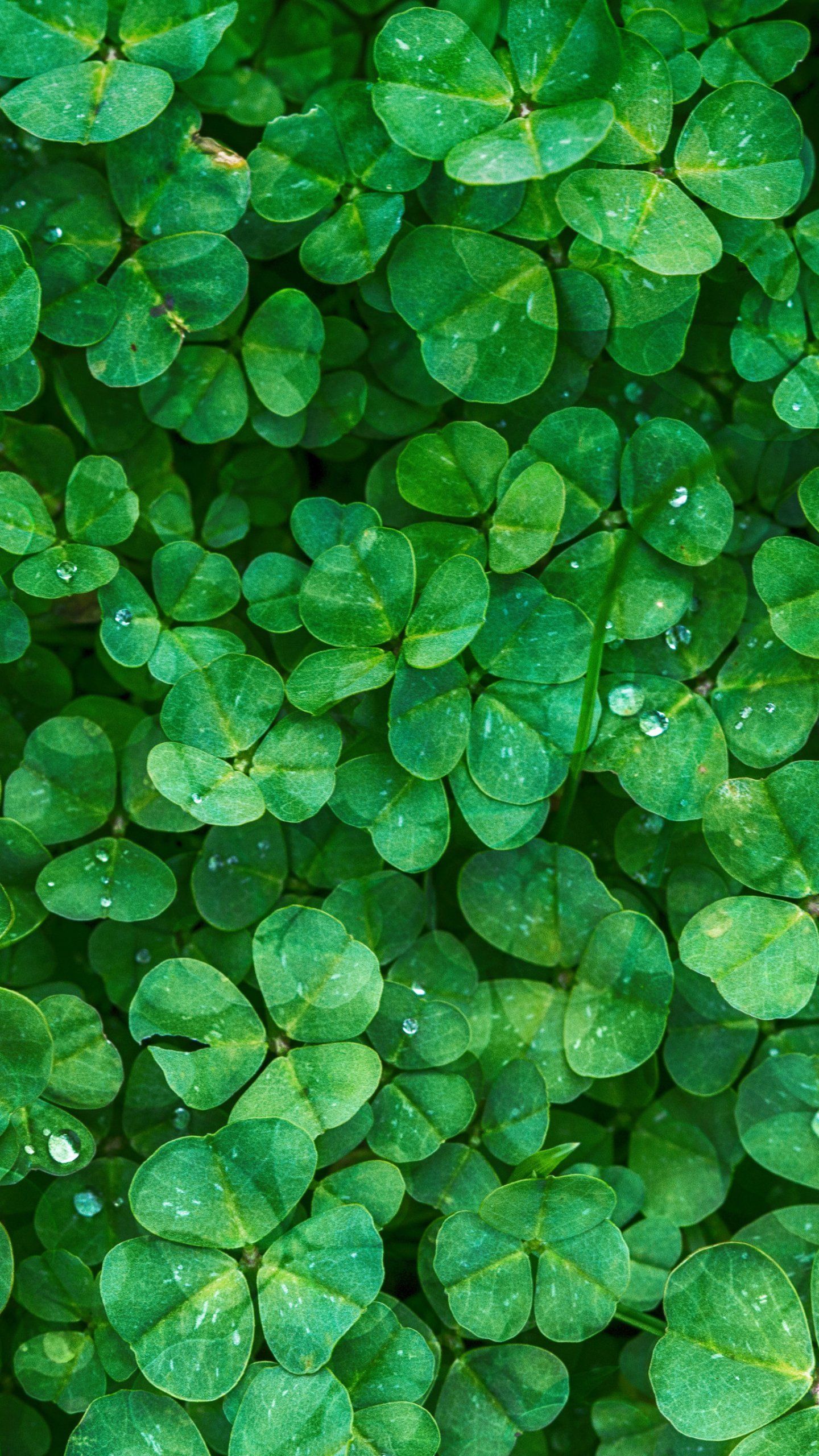 Android 4 Leaves Clover Wallpapers Wallpaper Cave