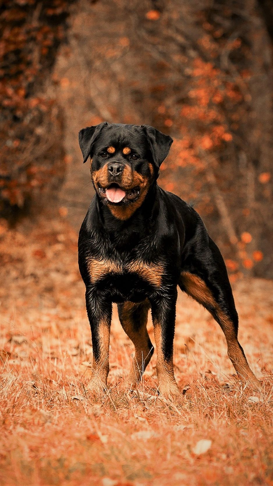 Rottweiler iPhone Wallpapers Wallpaper Cave