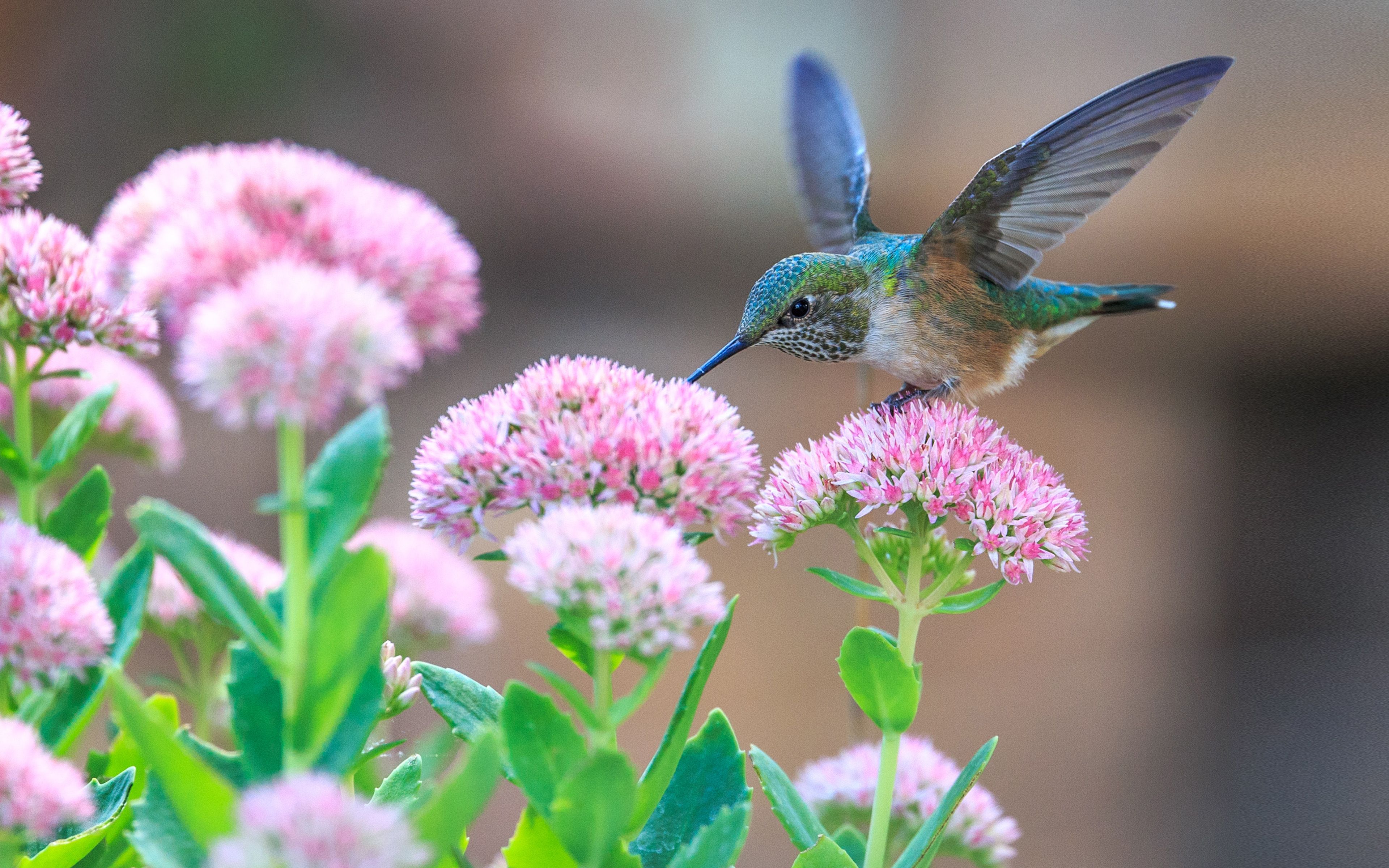 Humming Birds 4k Wallpapers Wallpaper Cave