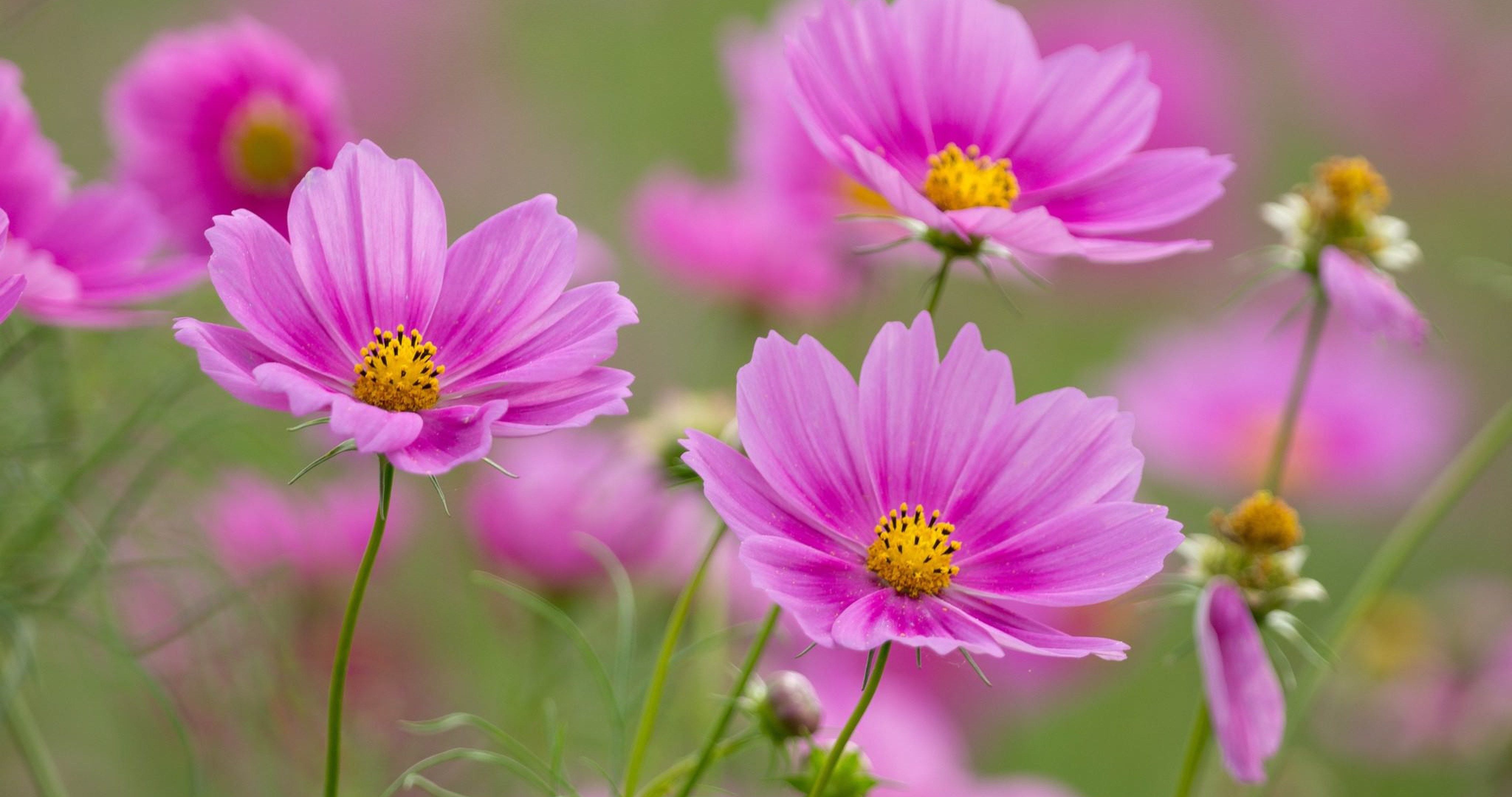 Flowers Ultra HD Wallpapers Wallpaper Cave