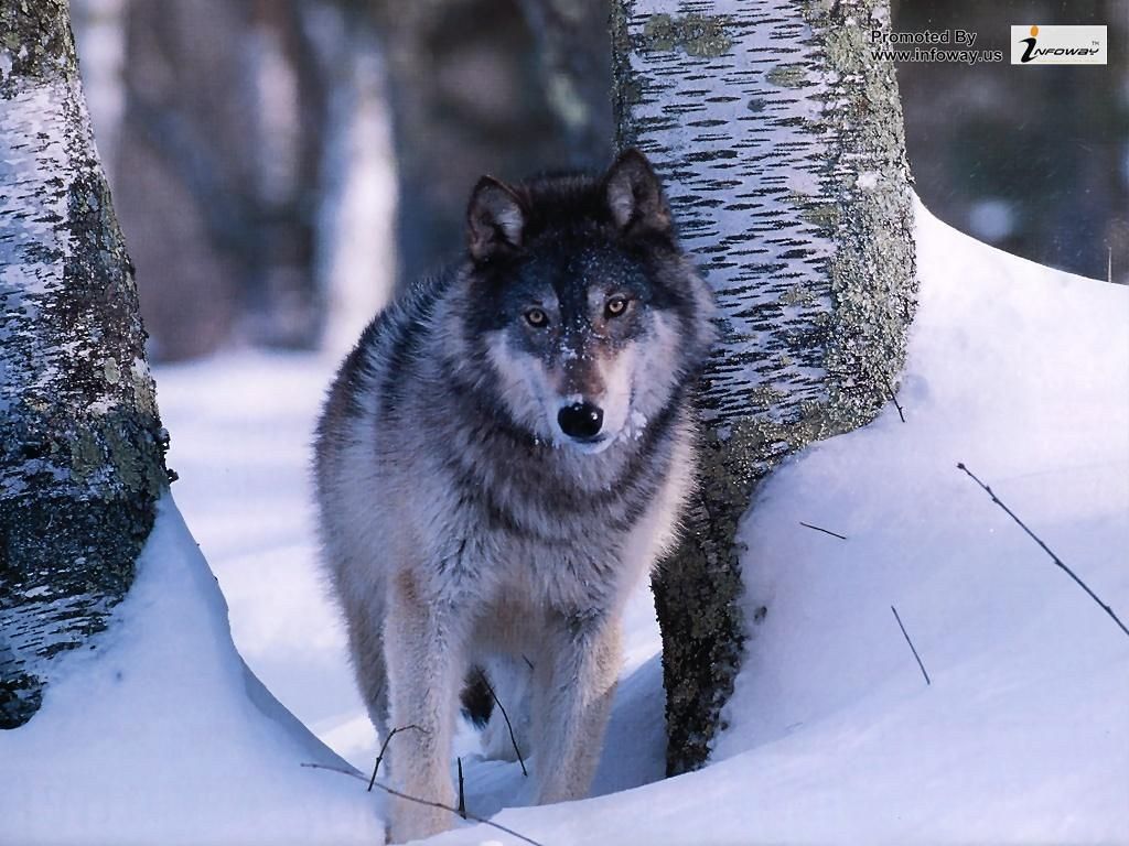 Gray Wolves Wallpapers Wallpaper Cave