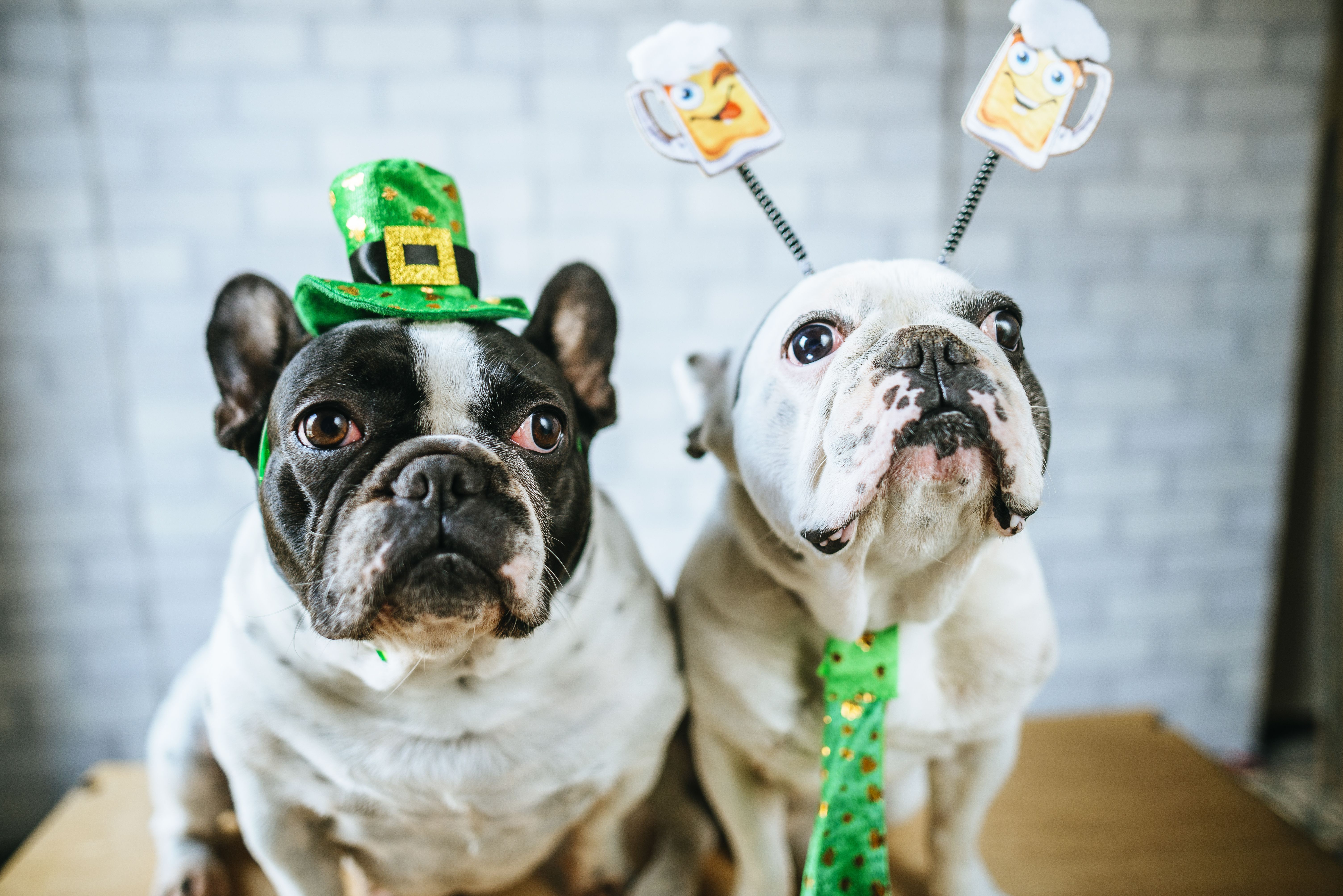 St. Patrick's Day Pugs Wallpapers Wallpaper Cave
