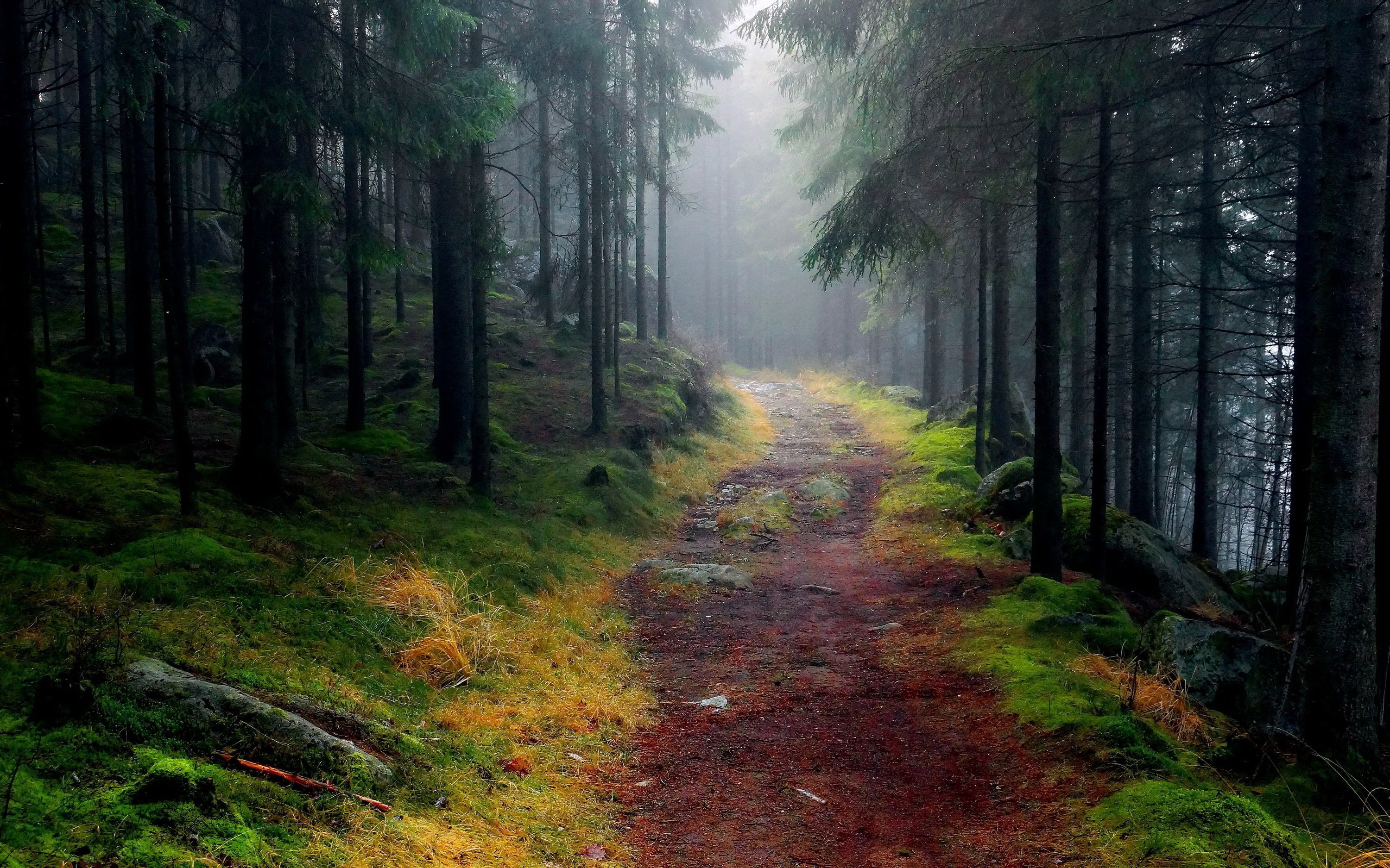 Forest Path Fog Wallpapers Wallpaper Cave