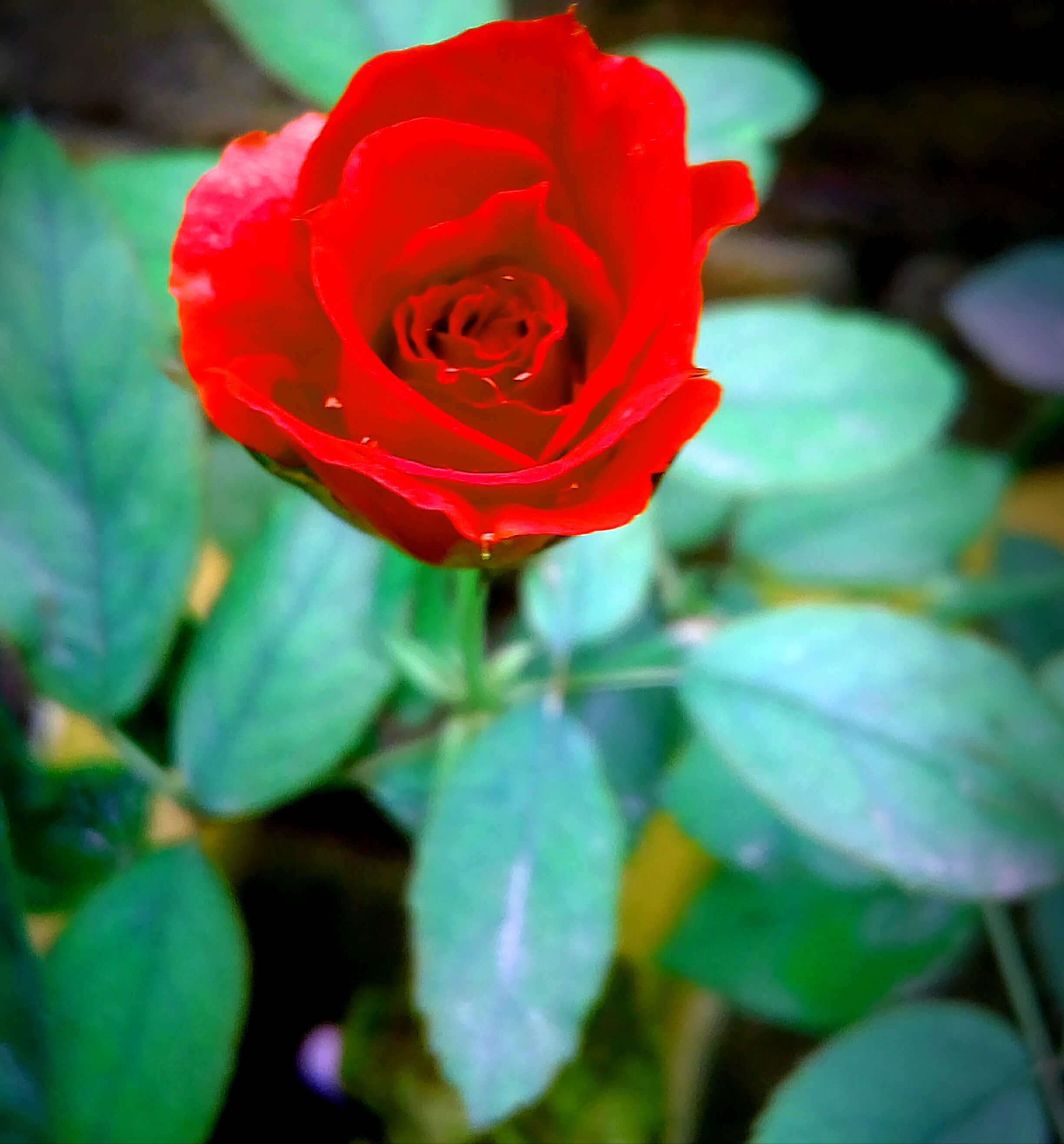 Rose Flowers 4k Wallpapers Wallpaper Cave