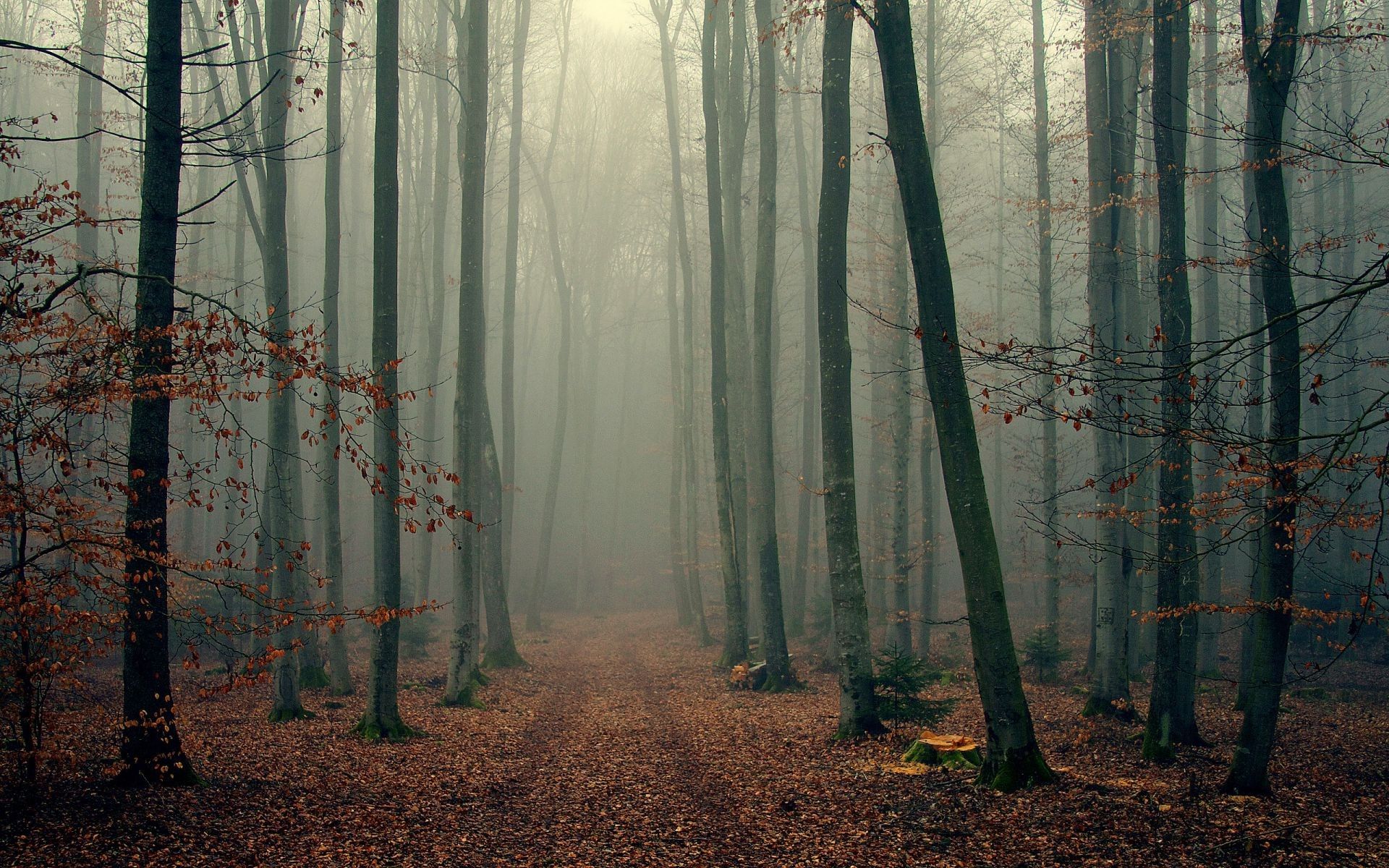 Mysterious Light Foggy Forest Wallpapers Wallpaper Cave