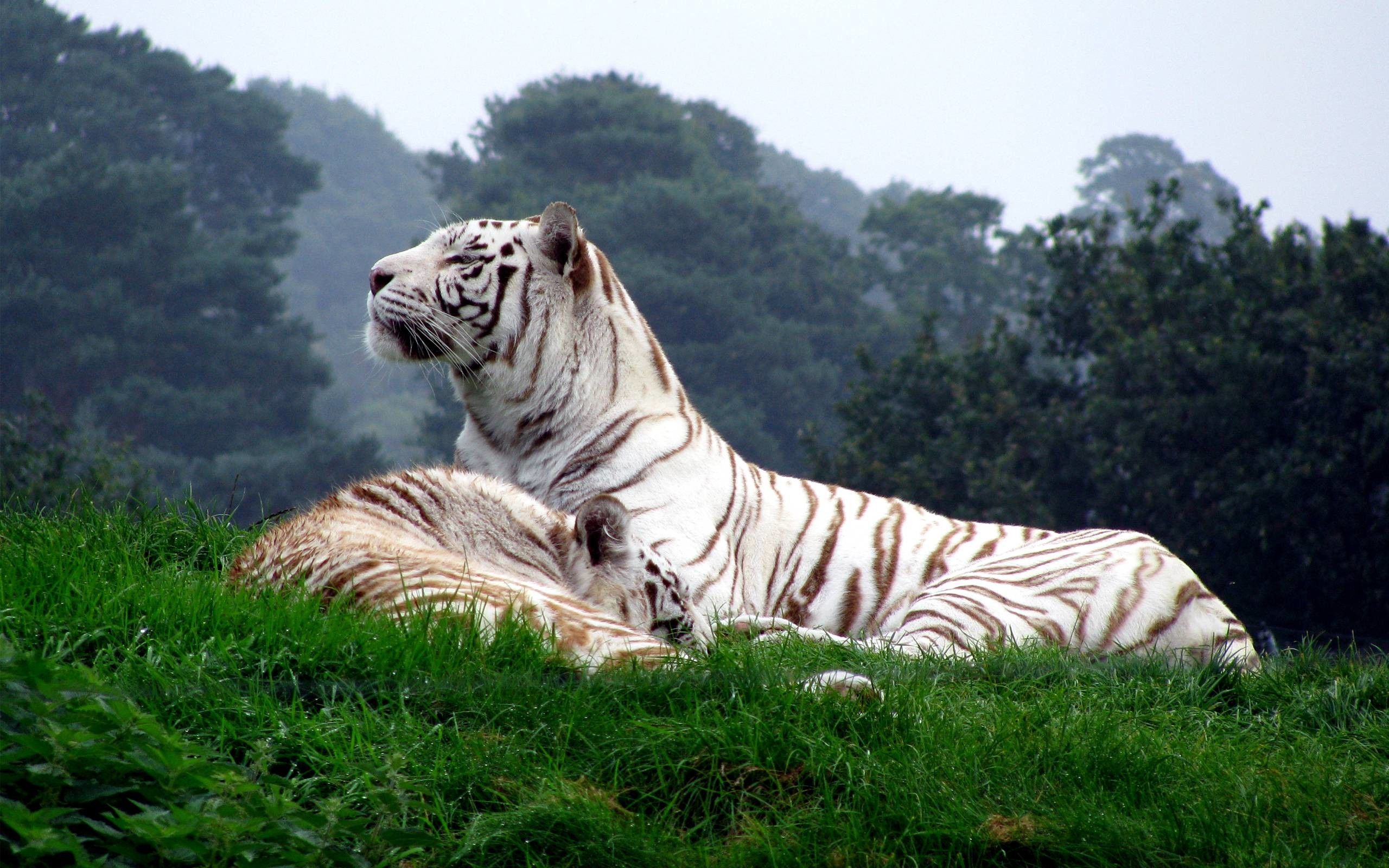 Siberian White Tiger 4k Wallpapers Wallpaper Cave