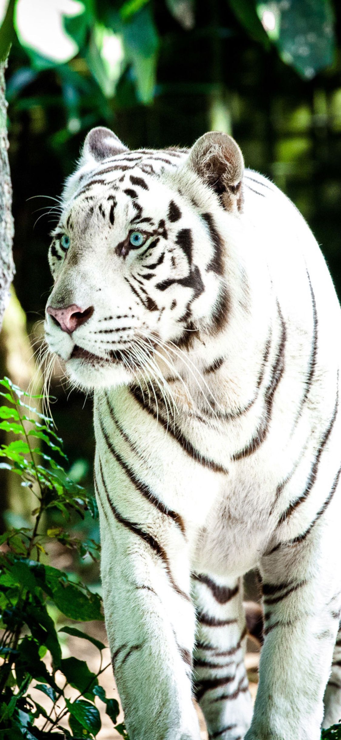Siberian White Tiger 4k Wallpapers Wallpaper Cave
