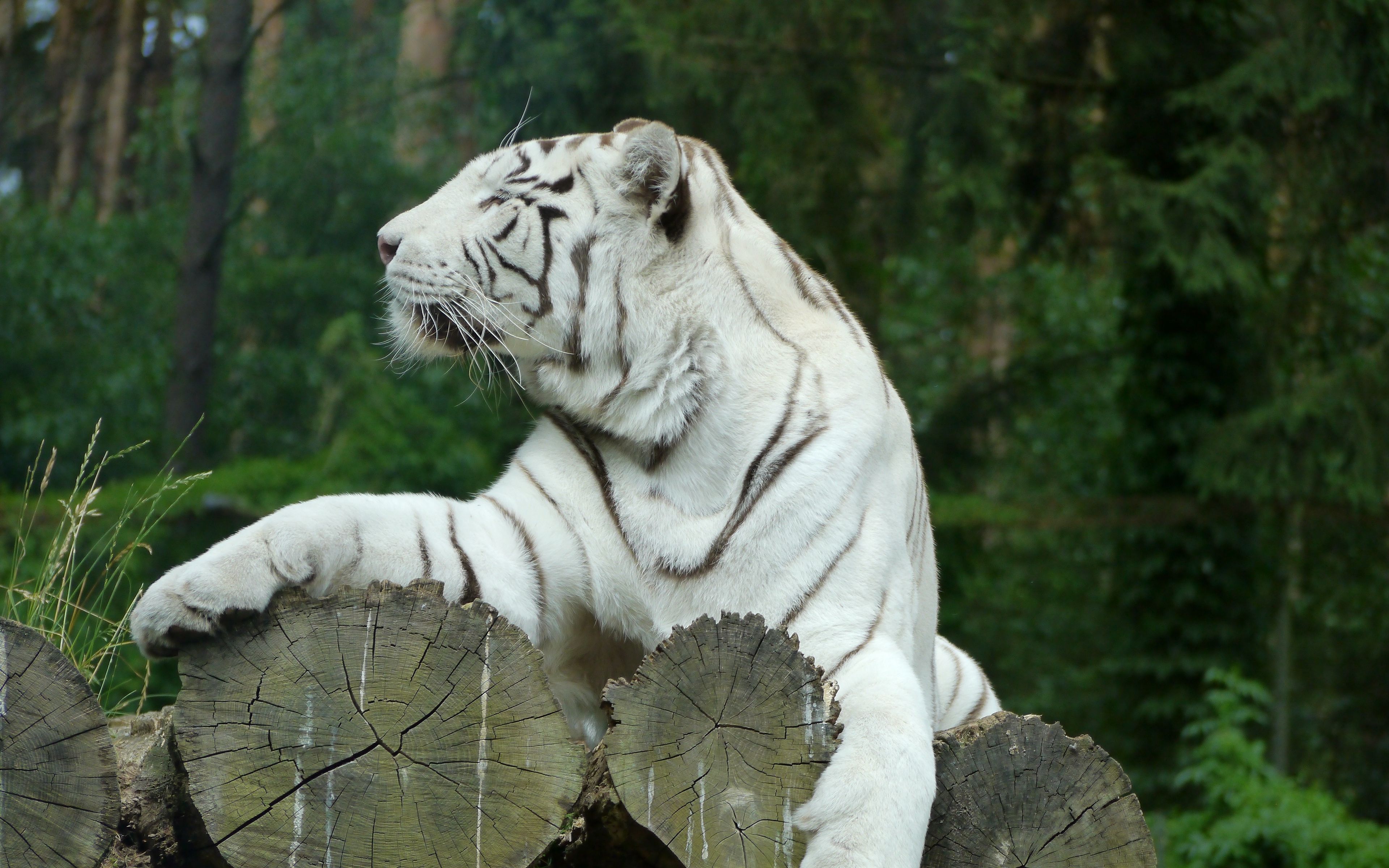 Siberian White Tiger 4k Wallpapers Wallpaper Cave