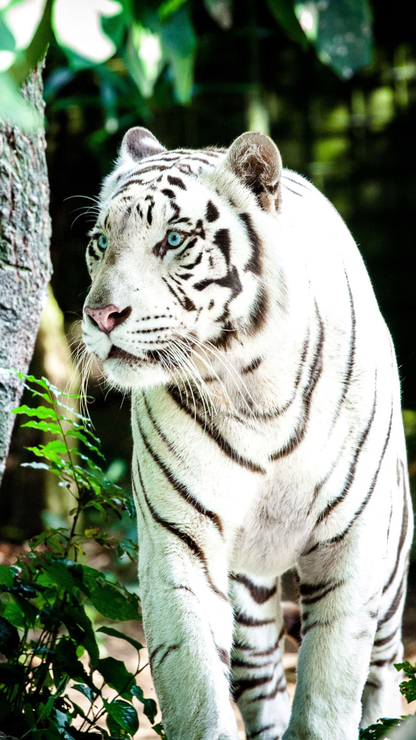 Siberian White Tiger 4k Wallpapers Wallpaper Cave