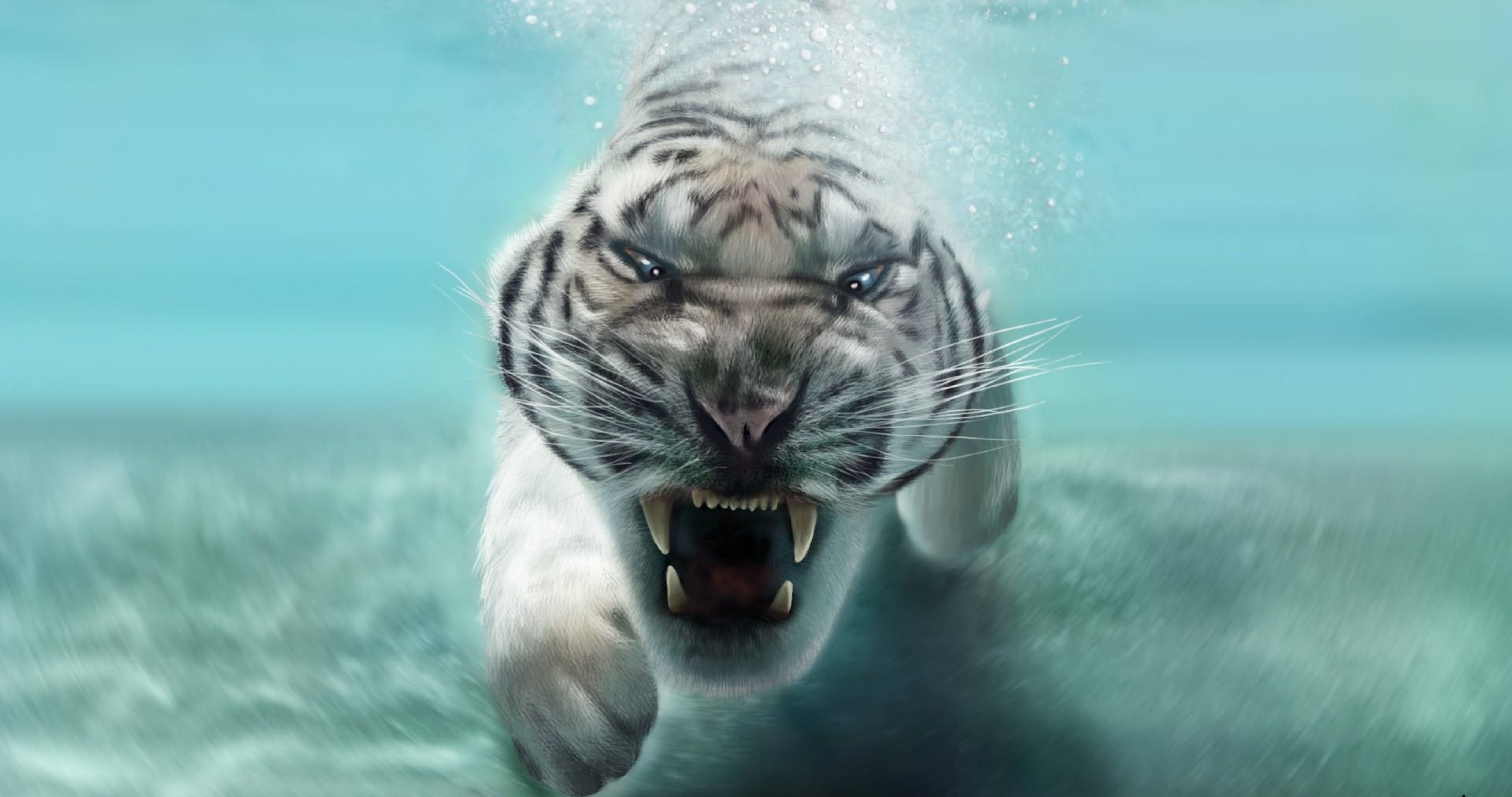 Siberian White Tiger 4k Wallpapers Wallpaper Cave