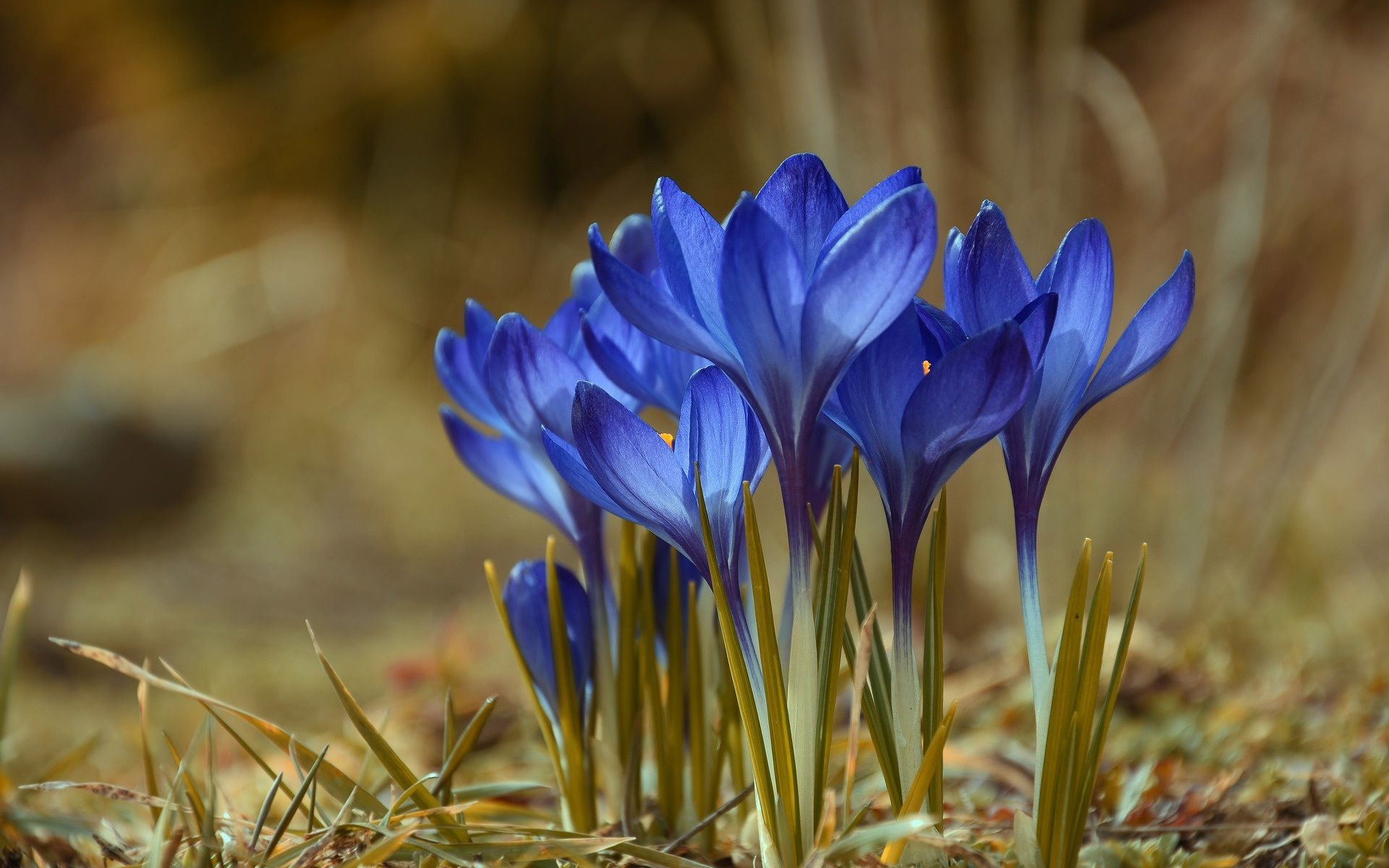 Blue Crocus Flowers Wallpapers Wallpaper Cave