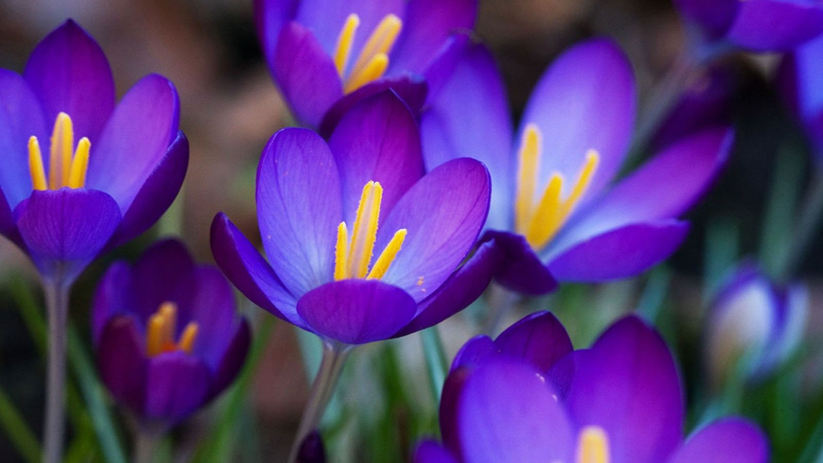 Blue Crocus Flowers Wallpapers Wallpaper Cave