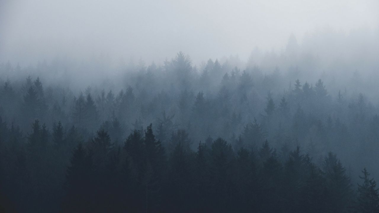 Misty Forest 4k Wallpapers Wallpaper Cave