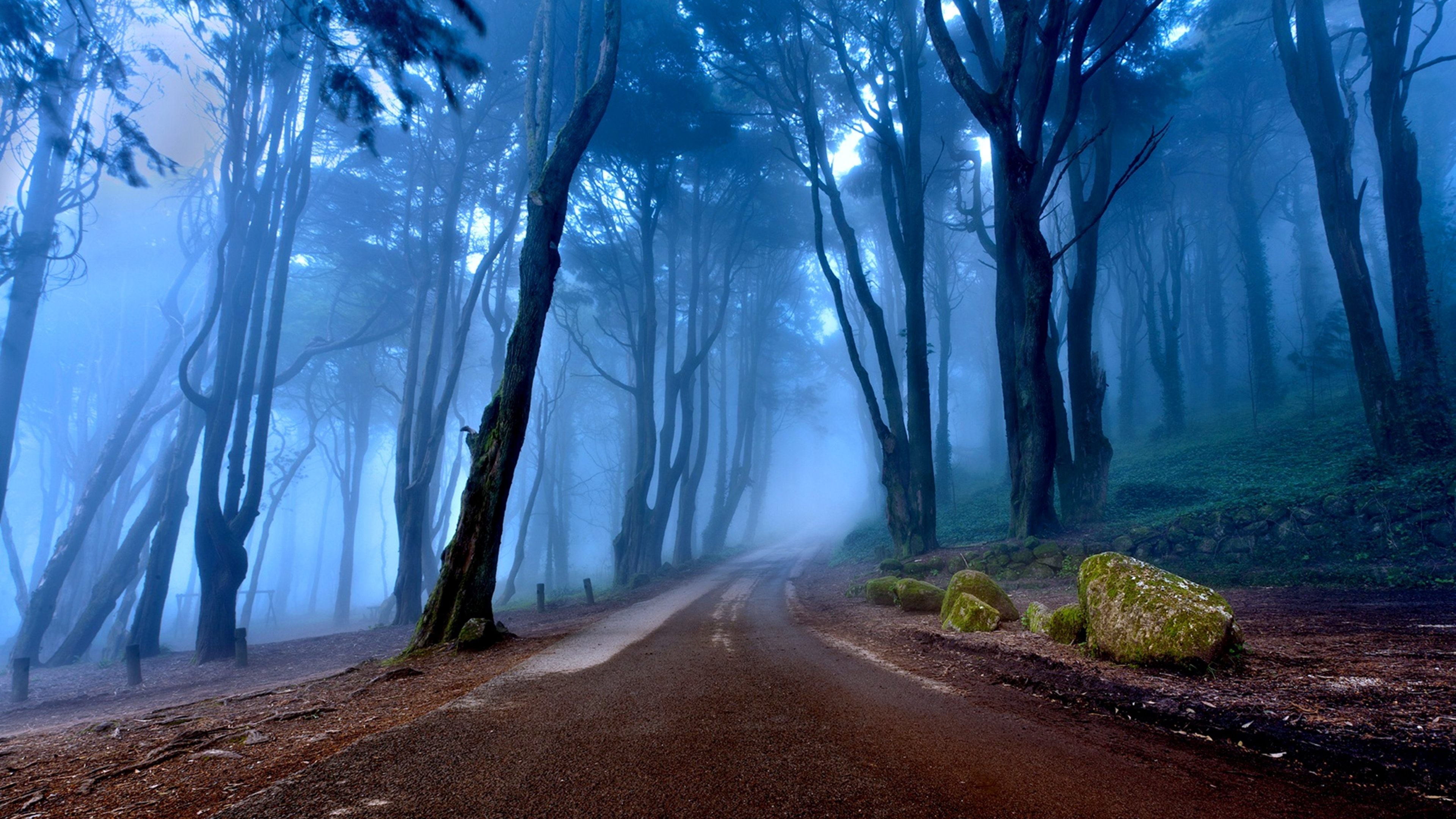 Misty Forest Wallpaper »