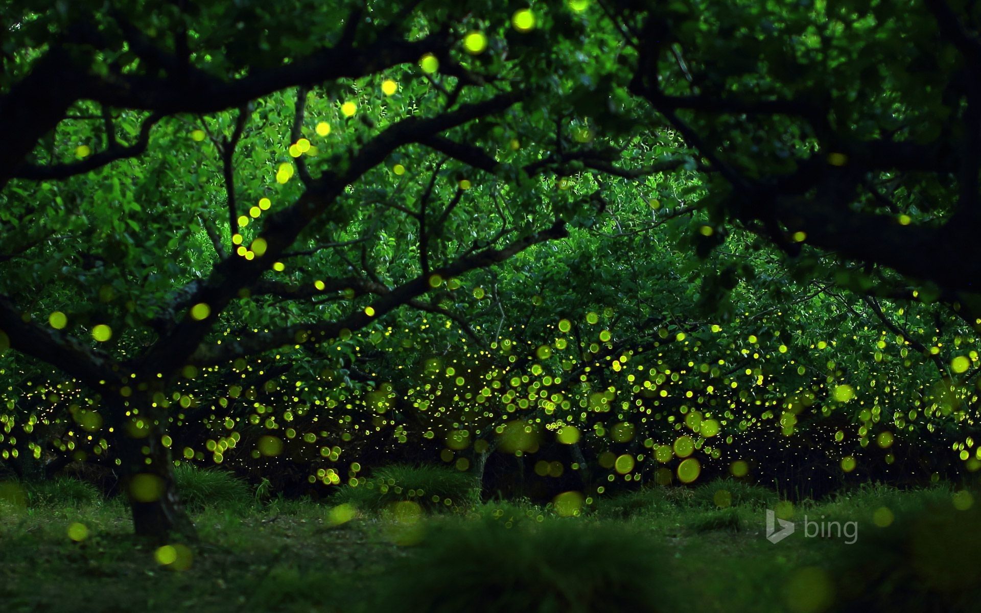 Anime The Forest Of Firefly Lights Wallpapers Wallpaper Cave