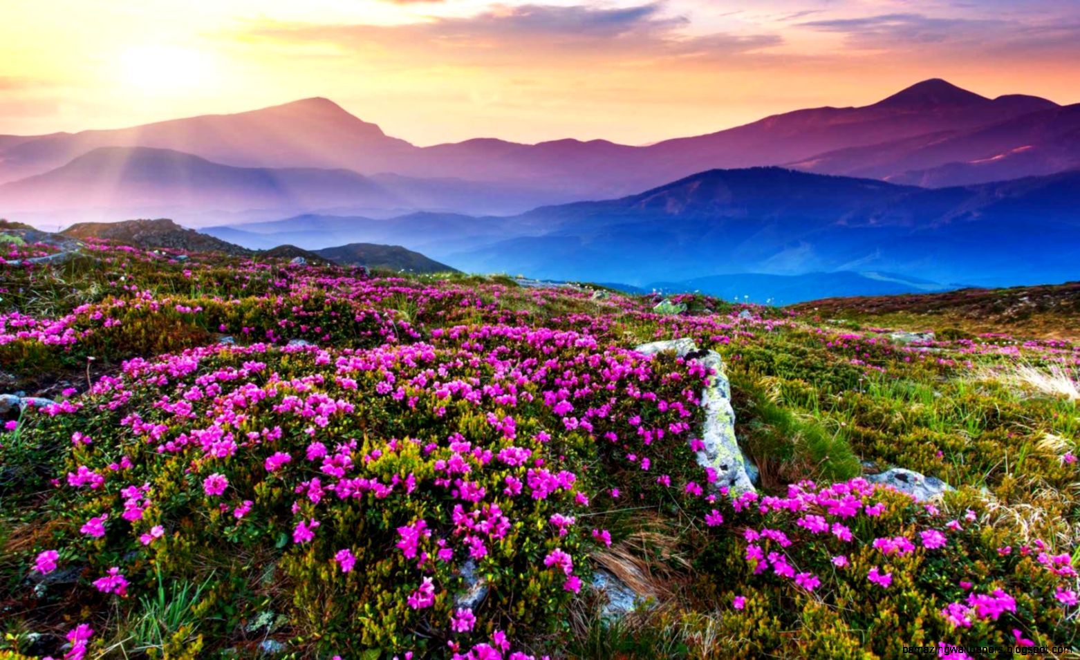 Valley Of Flowers Wallpapers Wallpaper Cave