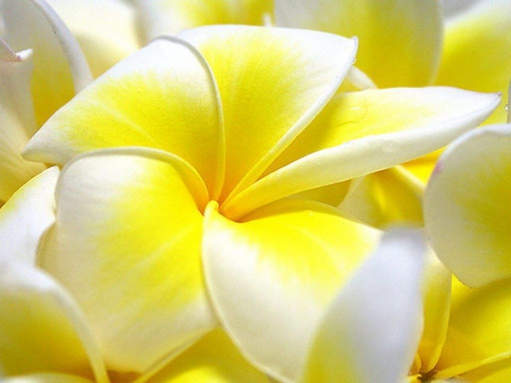 Flowers HD Wallpapers Full Size Wallpaper Cave