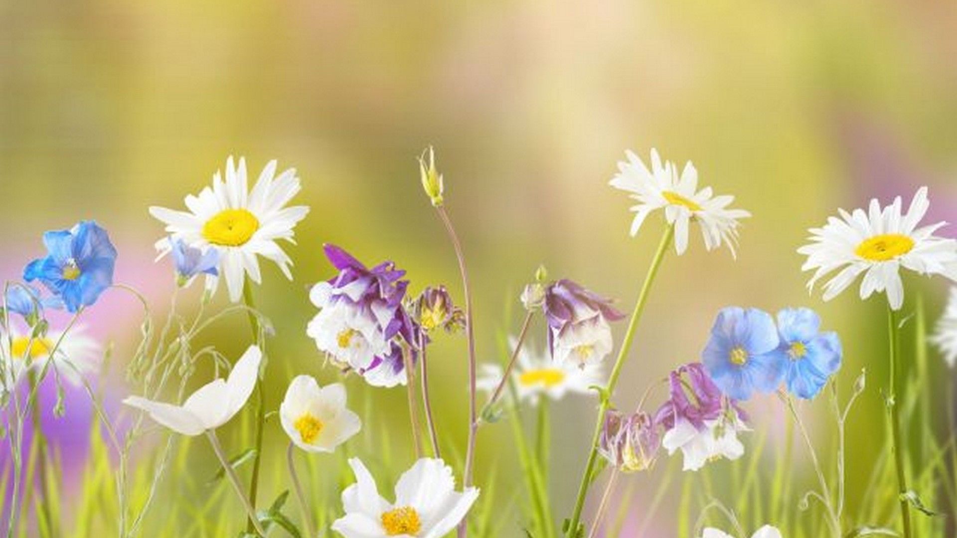 Early Spring Flowers Desktop Wallpapers Wallpaper Cave