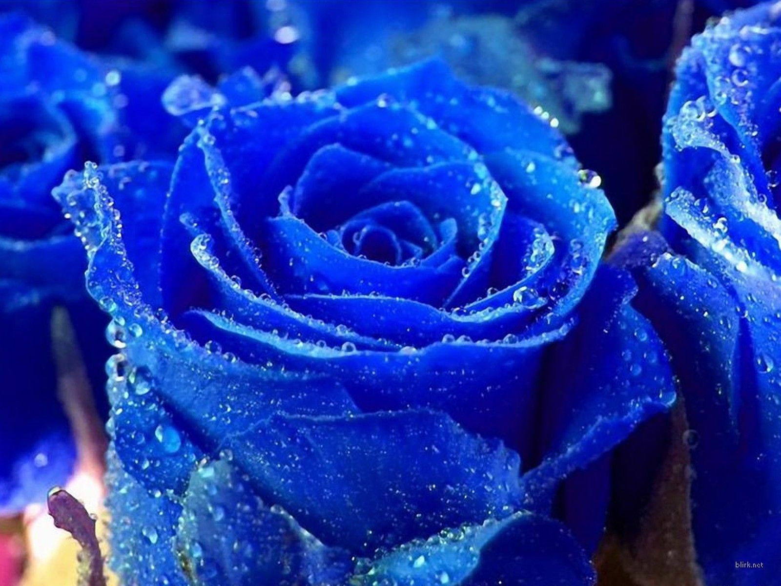 Beautiful Blue Rose Desktop Wallpapers Wallpaper Cave