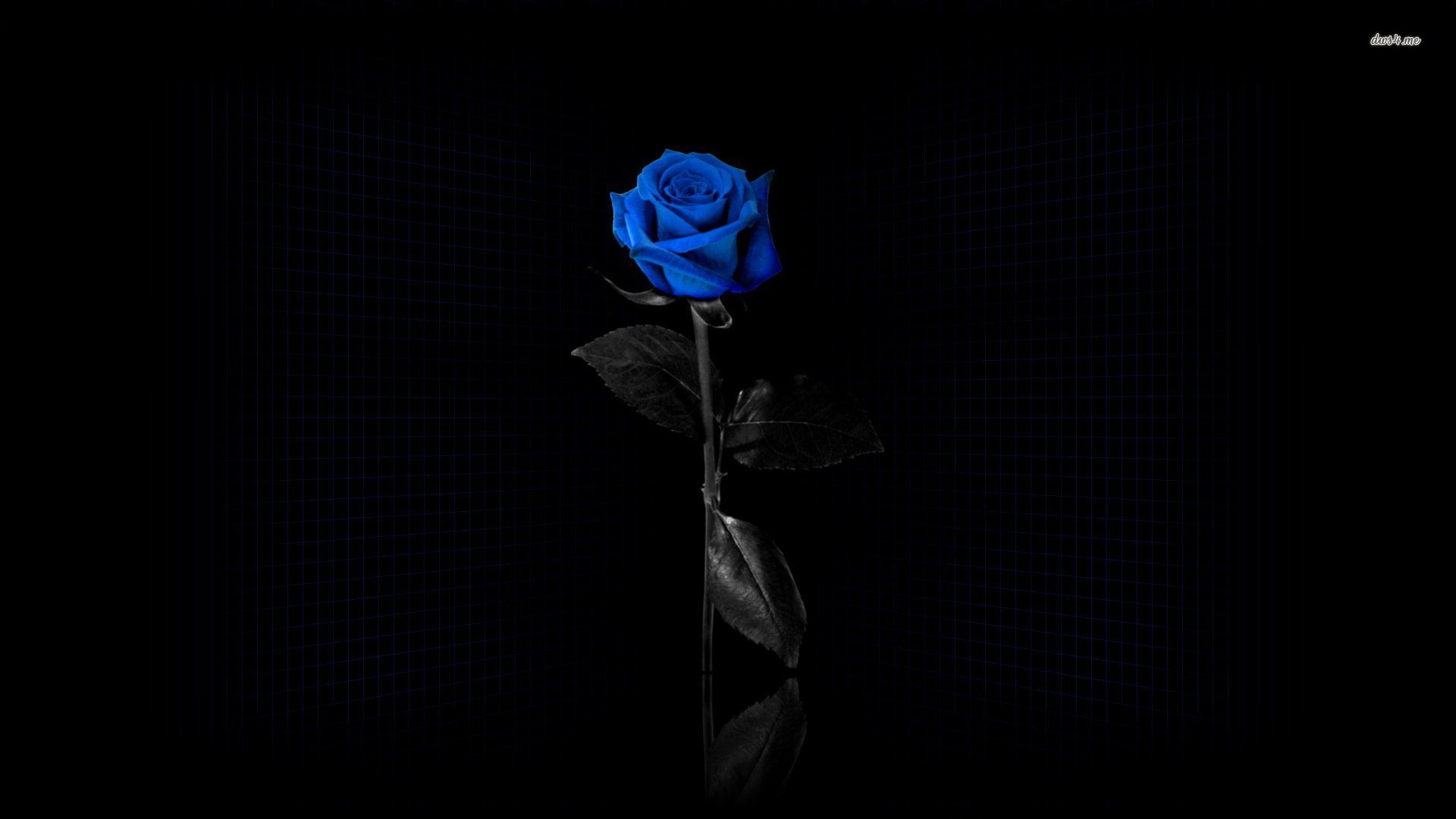 Blue And Black Rose Wallpaper
