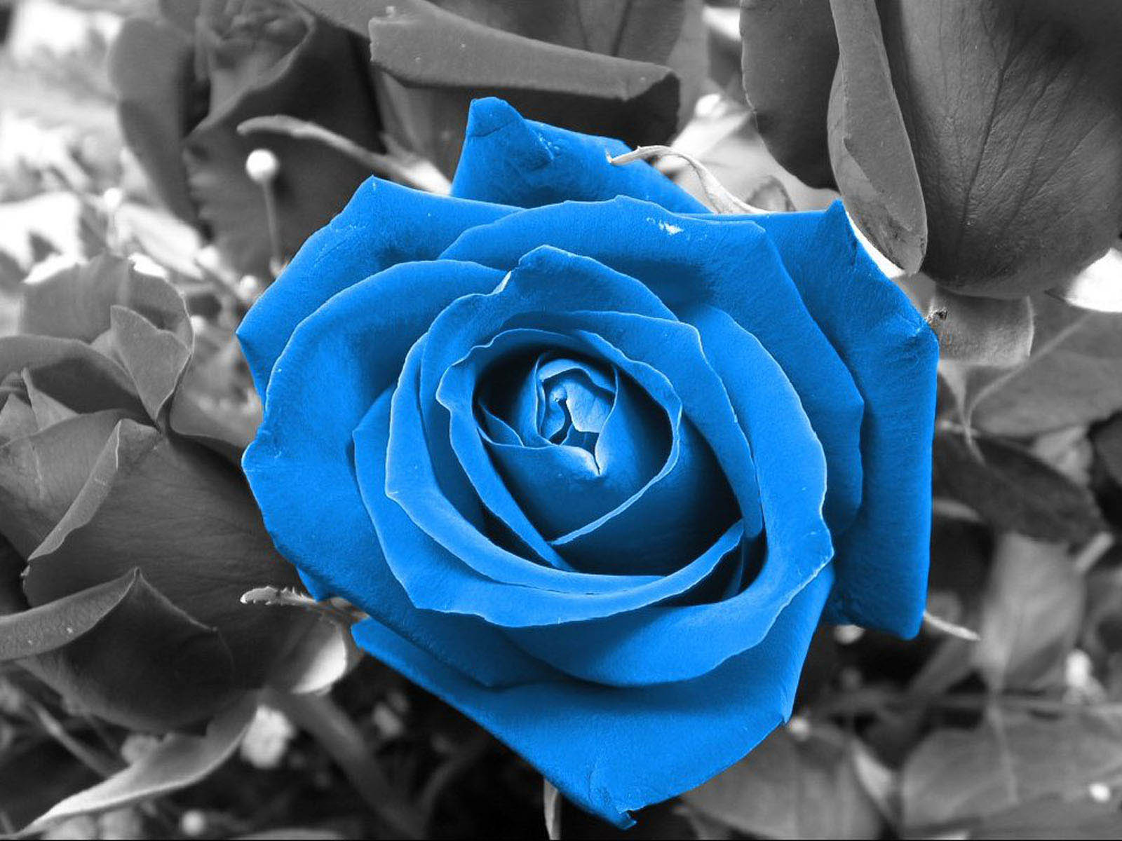 Beautiful Blue Rose Desktop Wallpapers Wallpaper Cave
