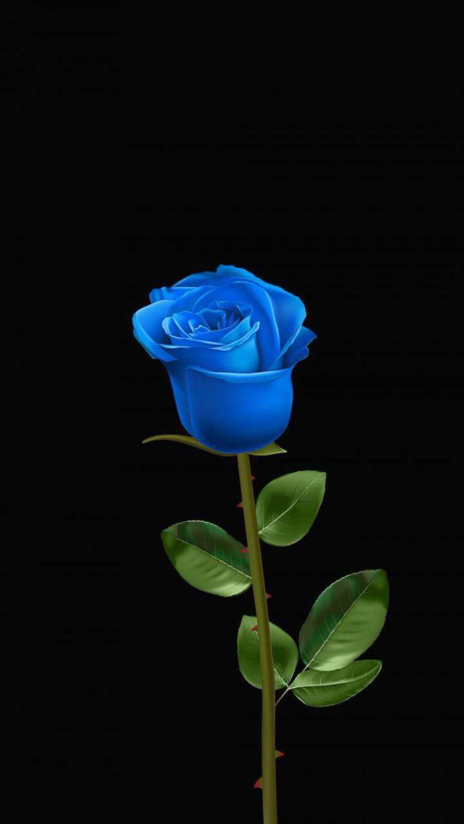 Beautiful Blue Rose Desktop Wallpapers Wallpaper Cave