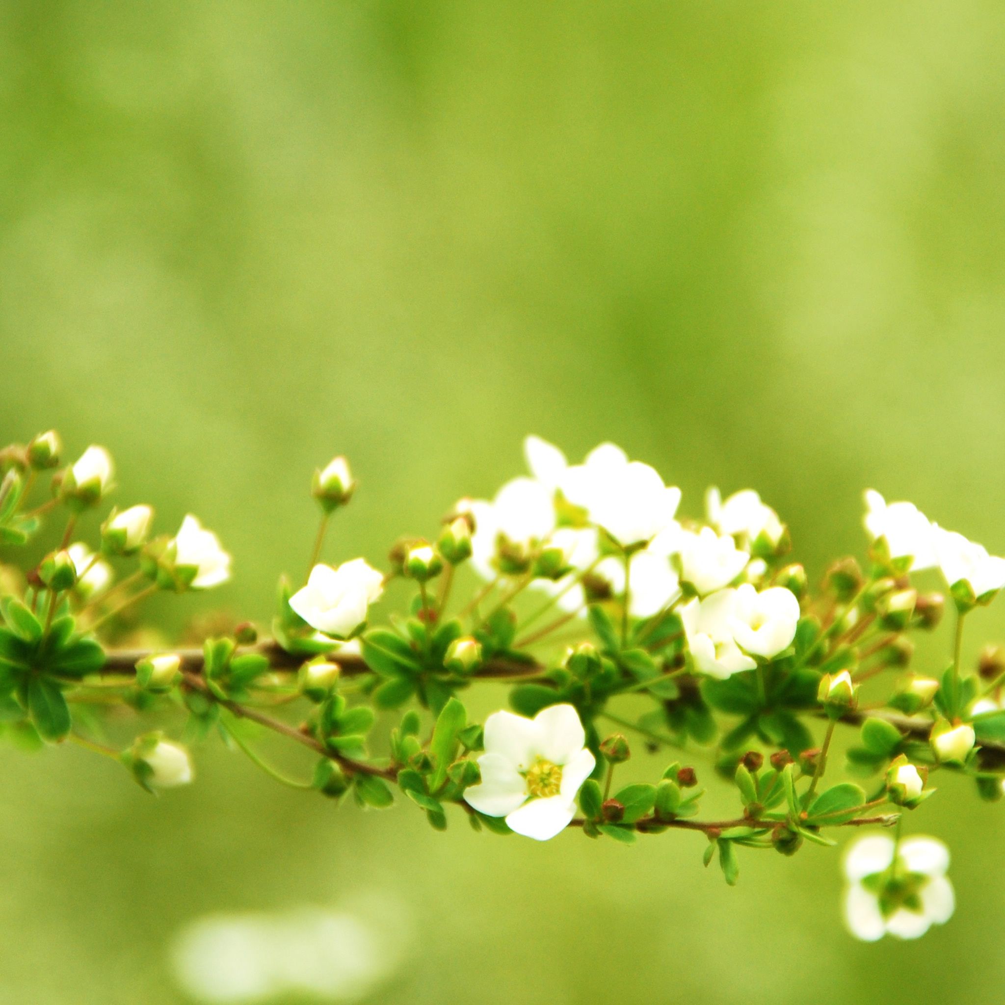 Spring iPad Wallpapers Wallpaper Cave