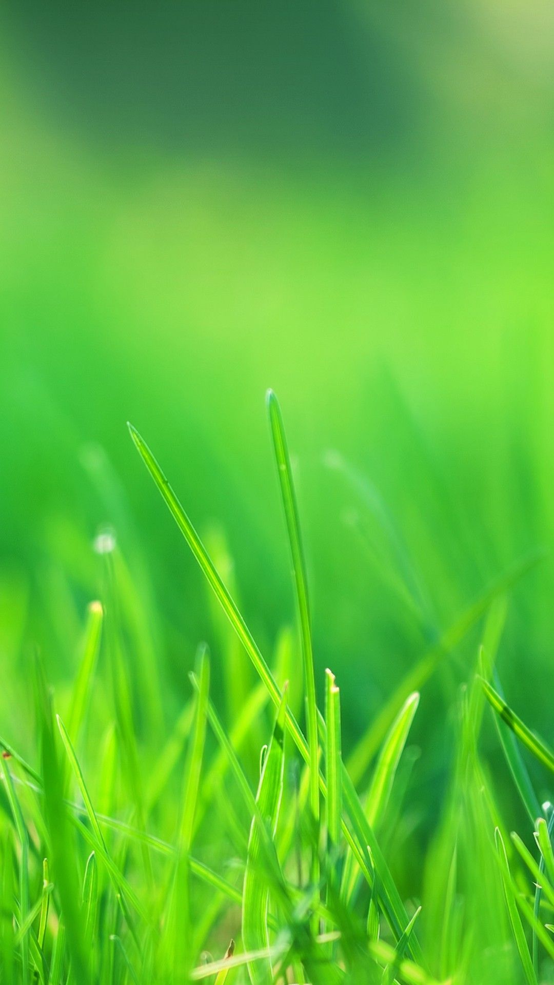 Nature Green Phone Wallpapers Wallpaper Cave