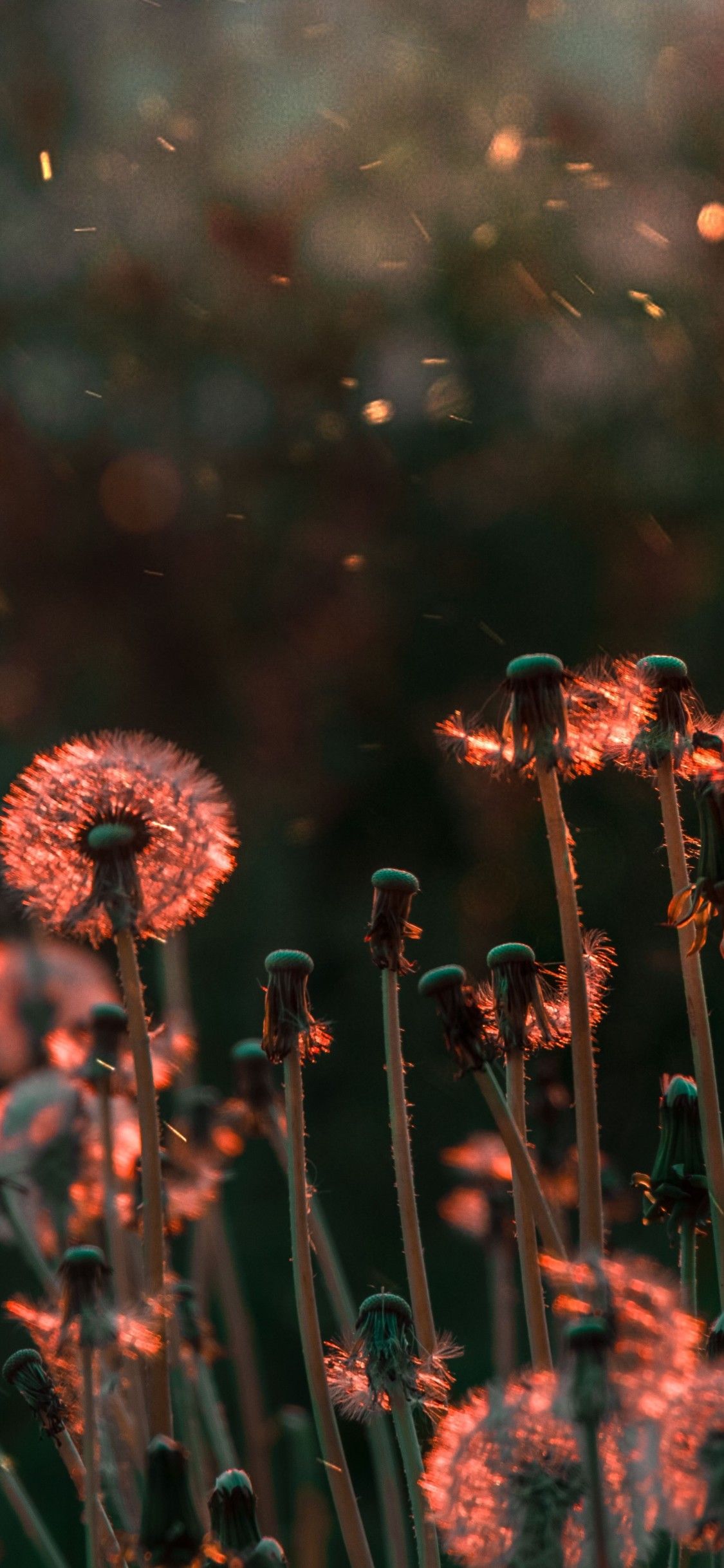 Flower Field iPhone Wallpapers Wallpaper Cave