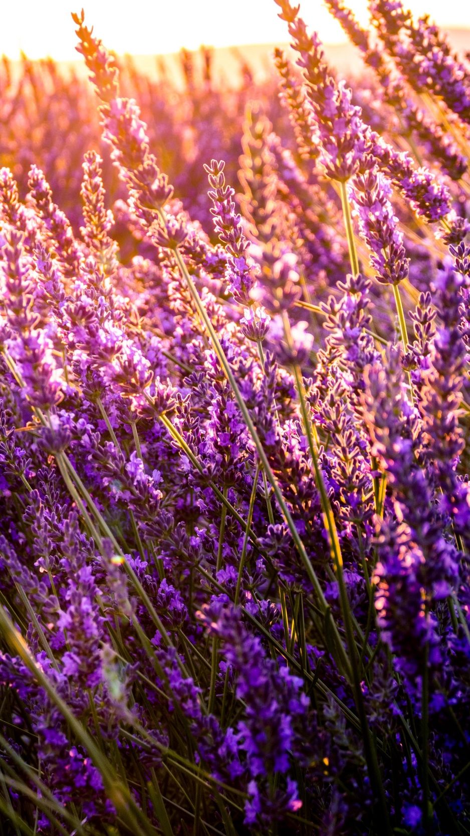 Flower Field iPhone Wallpapers Wallpaper Cave